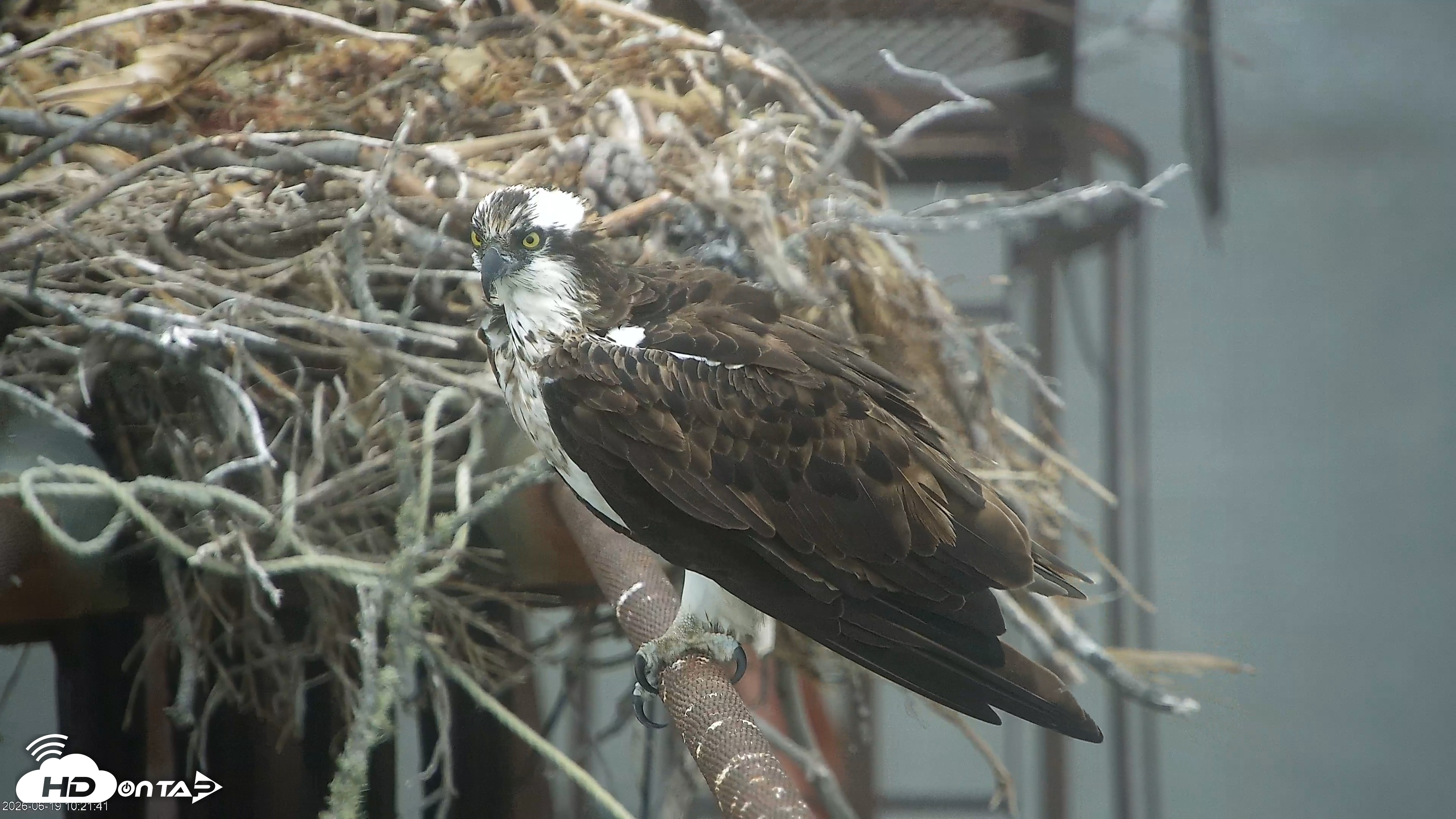 Snapshot of San Francisco Bay Osprey Nest Live Webcam taken Jun 19, 2026, 10:24am PDT