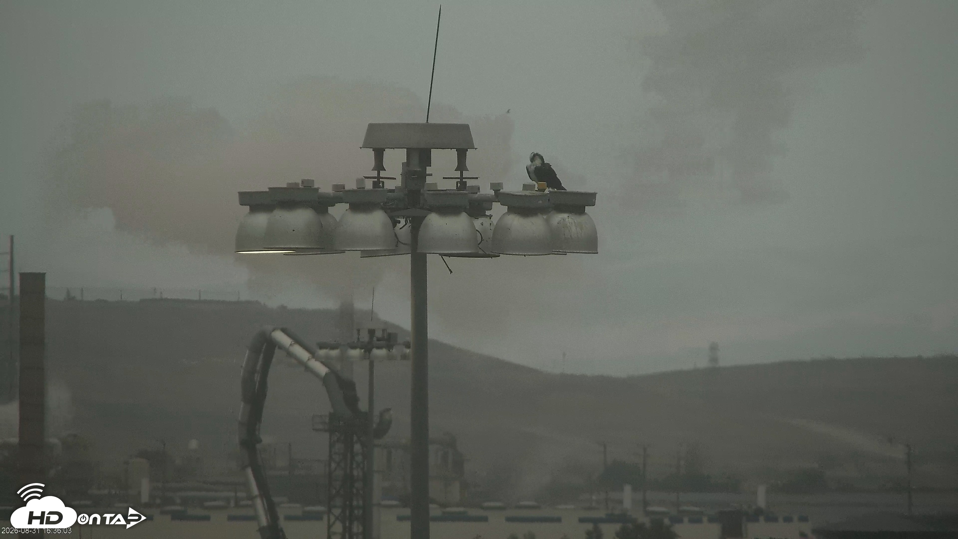 Snapshot of San Francisco Bay Osprey Nest Live Webcam taken Aug 31, 2026, 4:37pm PDT
