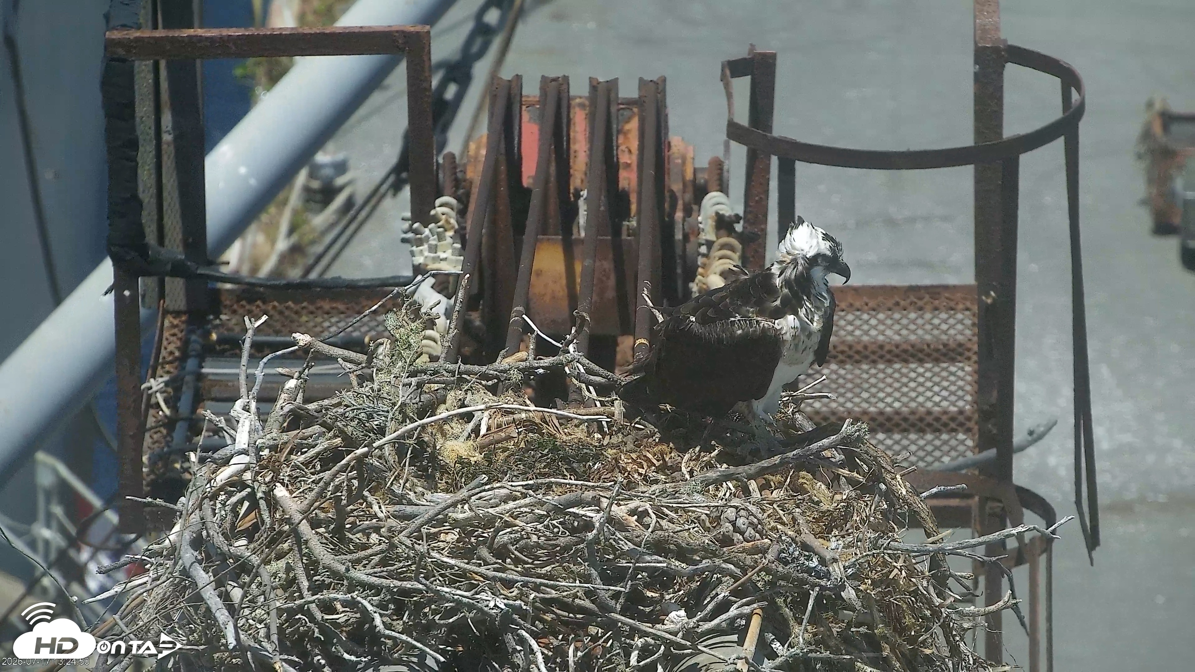 Snapshot of San Francisco Bay Osprey Nest Live Webcam taken Jul 17, 2026, 1:52pm PDT