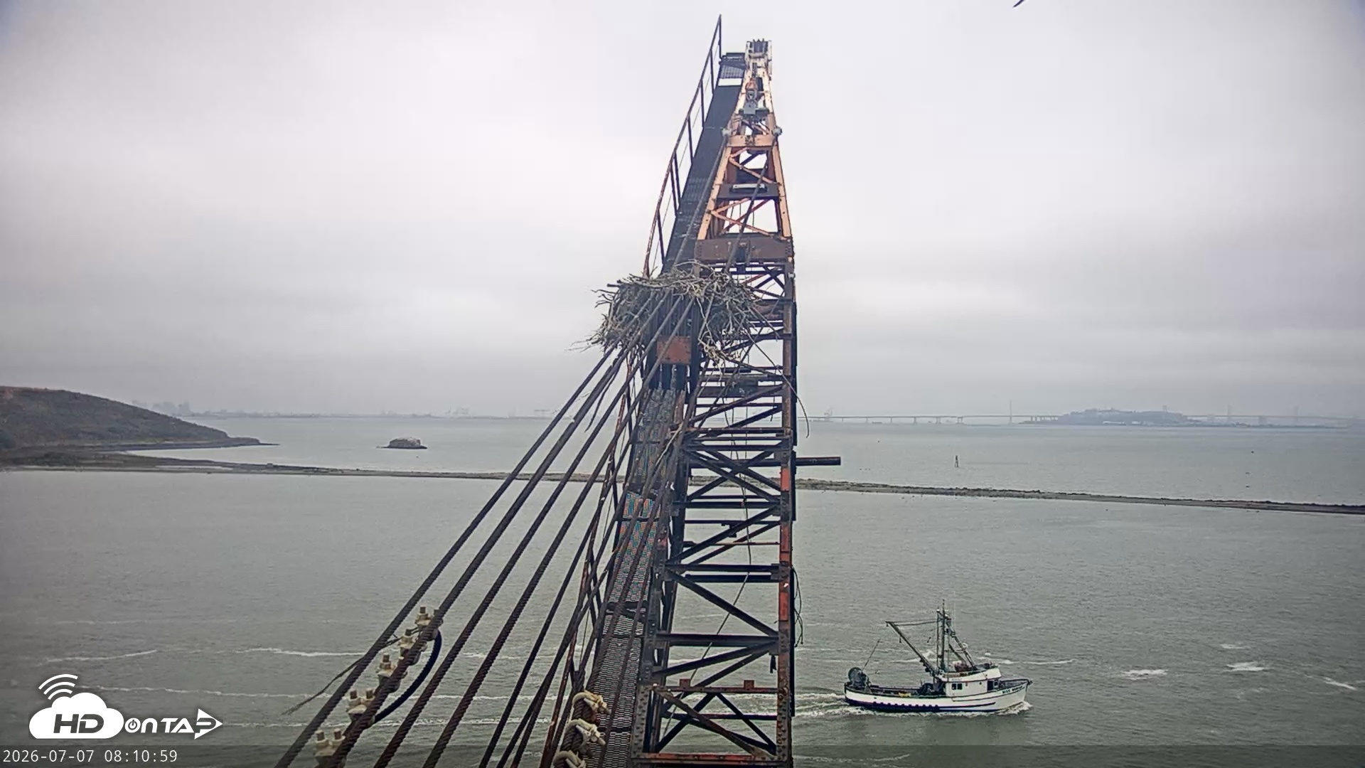Snapshot of San Francisco Bay Osprey Nest Live Webcam taken Jul 7, 2026, 8:11am PDT