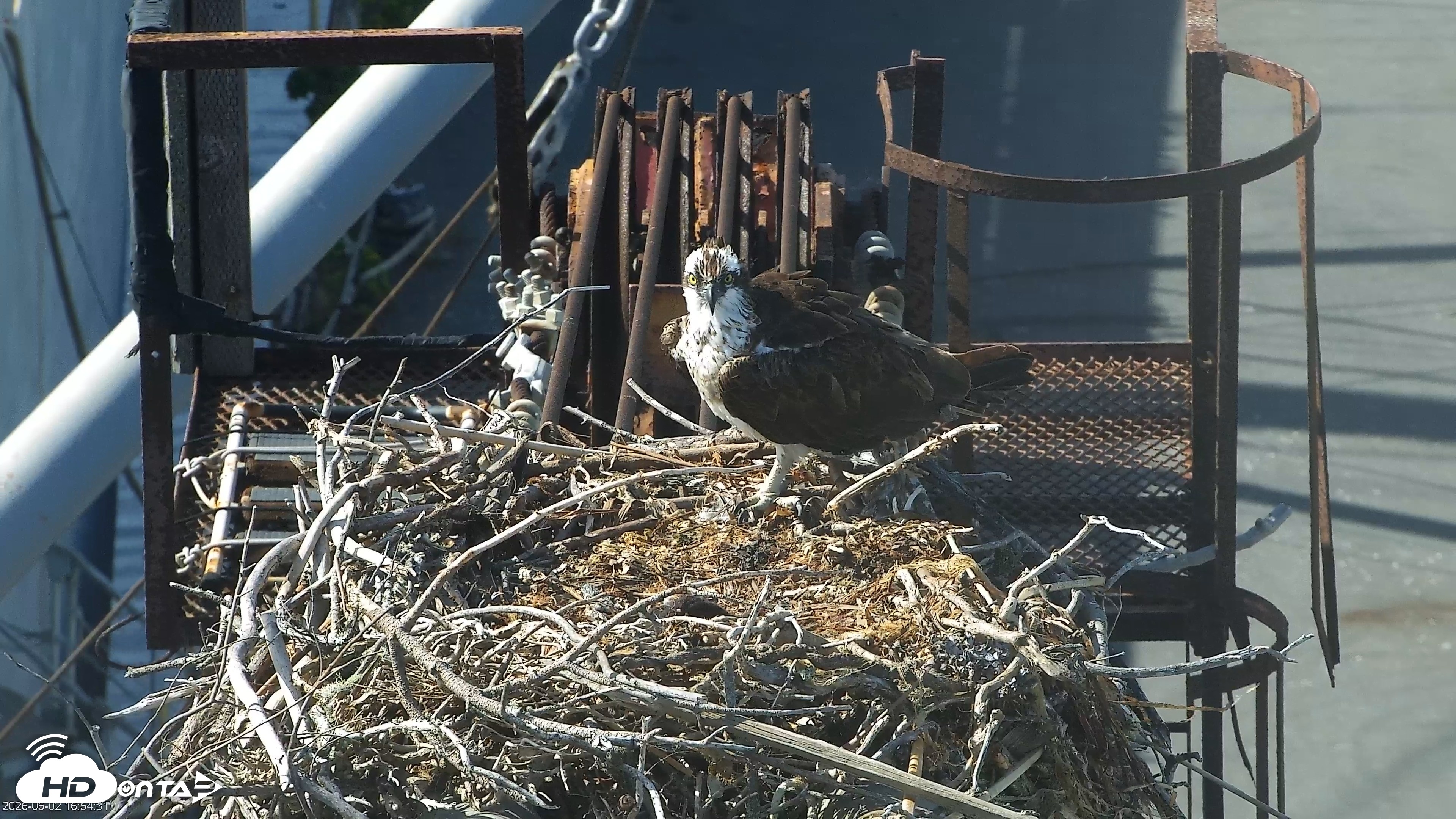 Snapshot of San Francisco Bay Osprey Nest Live Webcam taken Jun 2, 2026, 4:56pm PDT