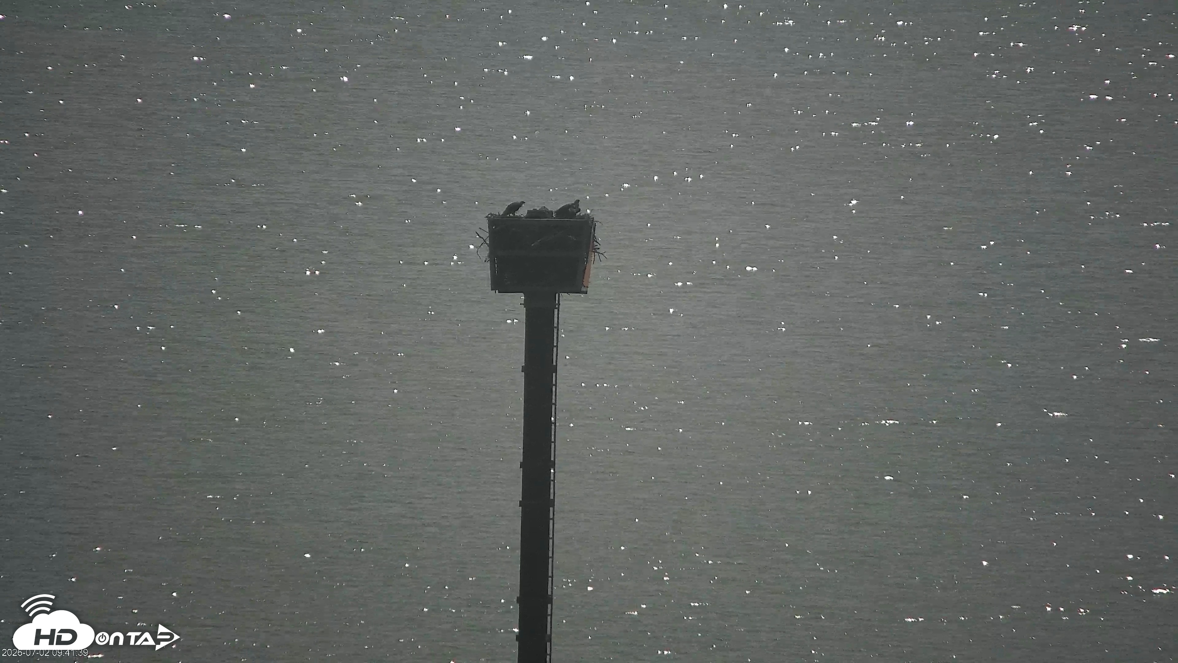 Snapshot of San Francisco Bay Osprey Nest Live Webcam taken Jul 2, 2026, 9:42am PDT