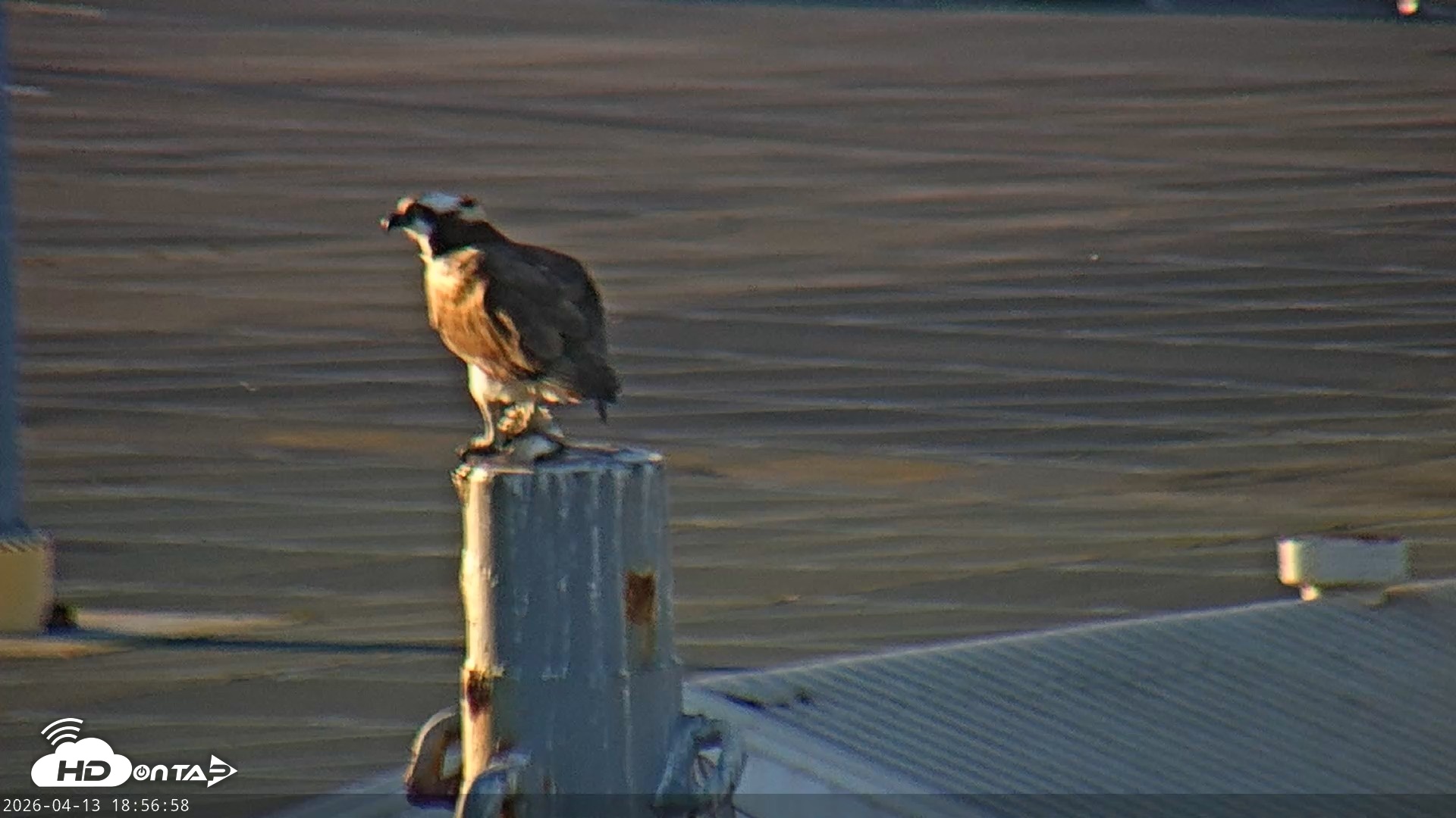 Snapshot of San Francisco Bay Osprey Nest Live Webcam taken Apr 13, 2026, 6:57pm PDT
