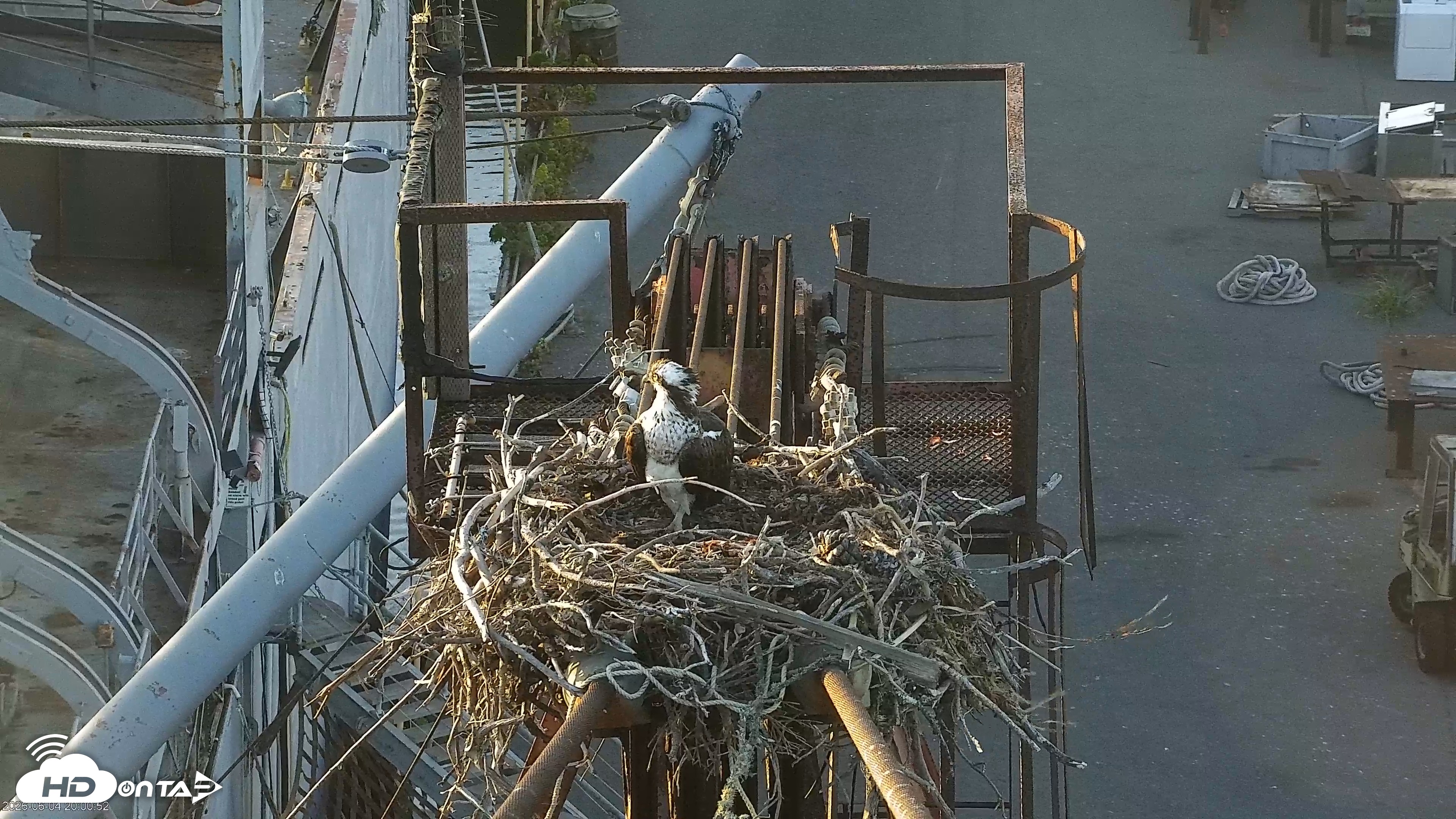 Snapshot of San Francisco Bay Osprey Nest Live Webcam taken Jun 4, 2026, 8:05pm PDT