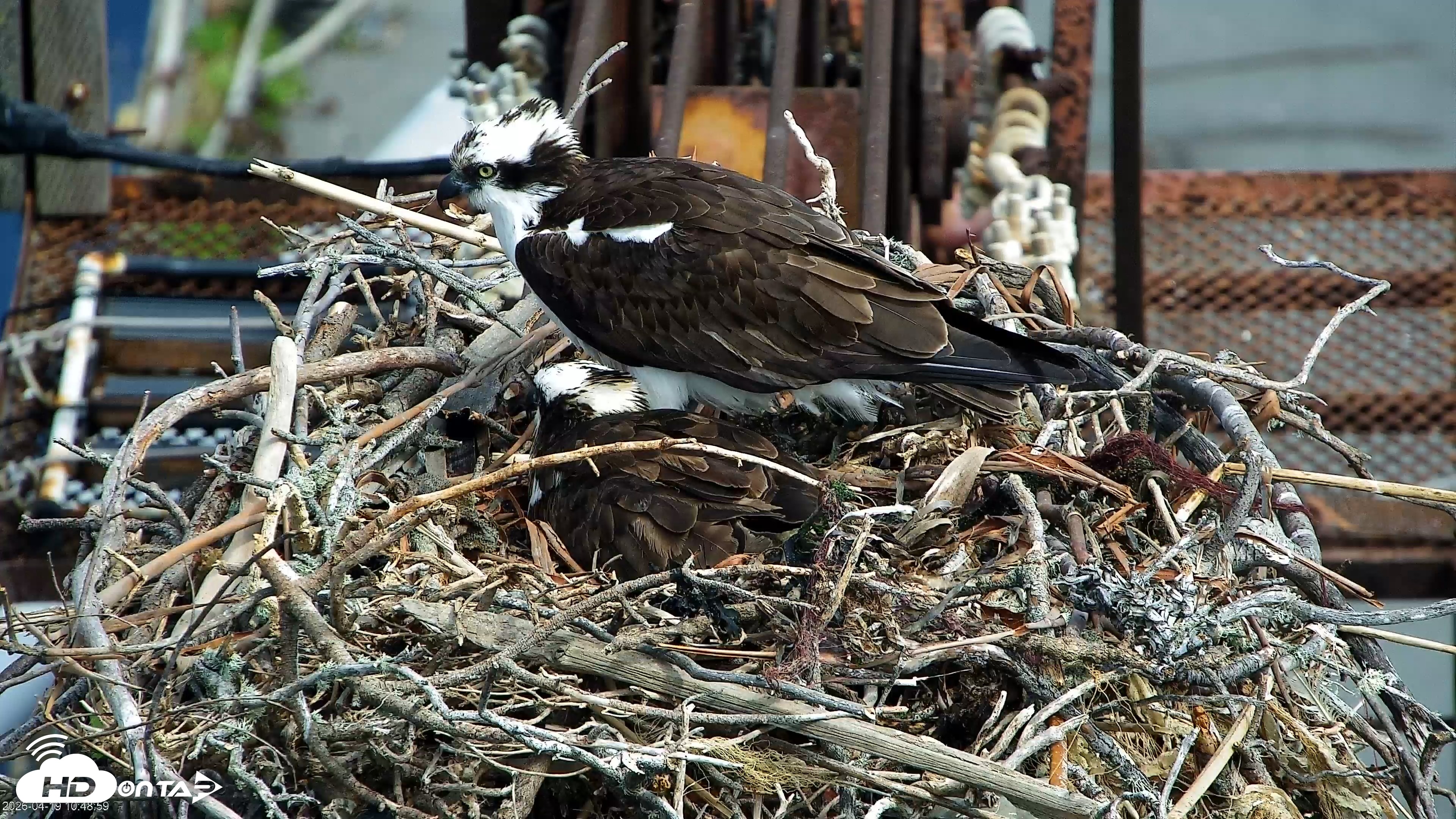 Snapshot of San Francisco Bay Osprey Nest Live Webcam taken Apr 19, 2026, 10:51am PDT