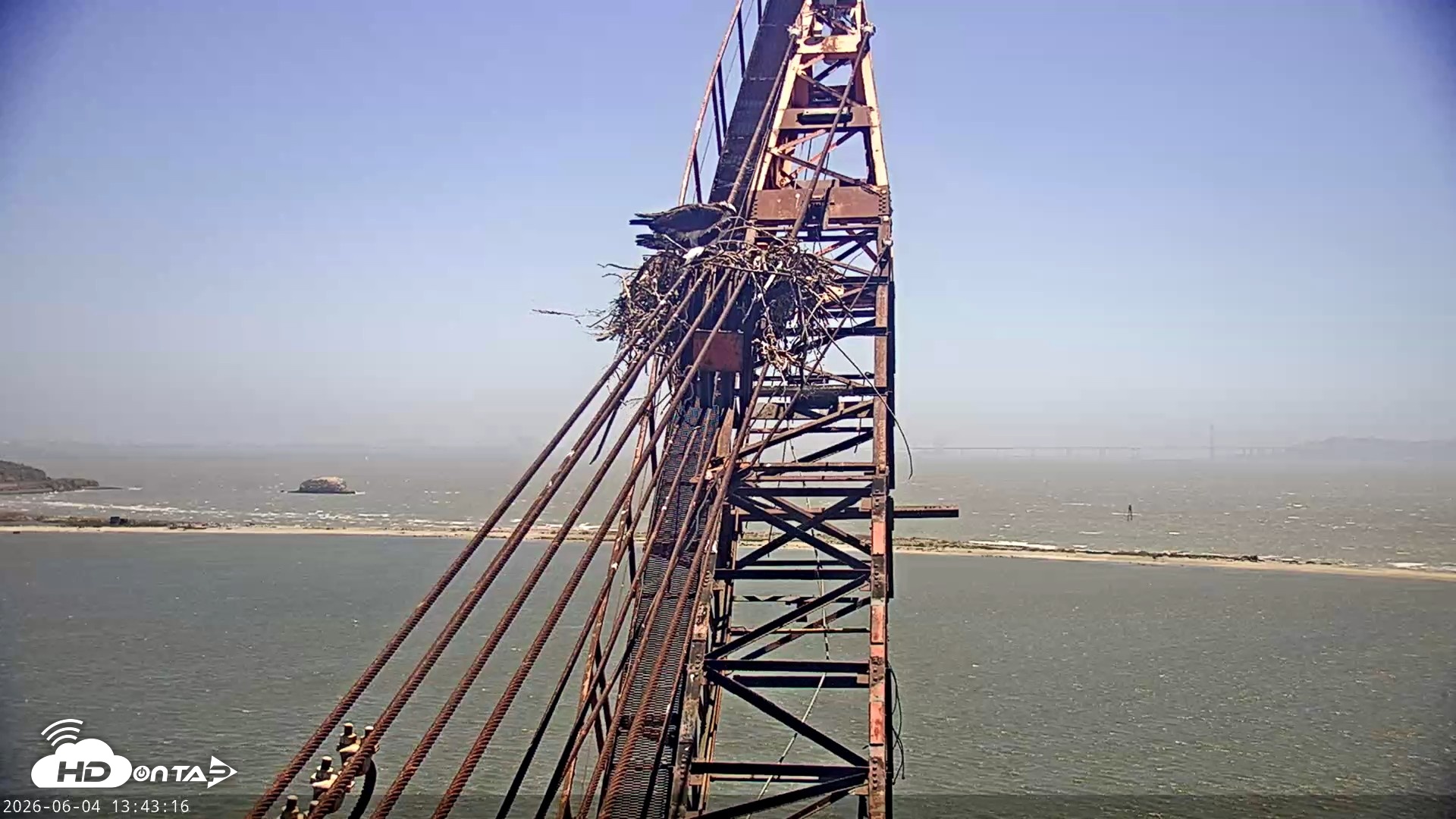 Snapshot of San Francisco Bay Osprey Nest Live Webcam taken Jun 4, 2026, 1:45pm PDT