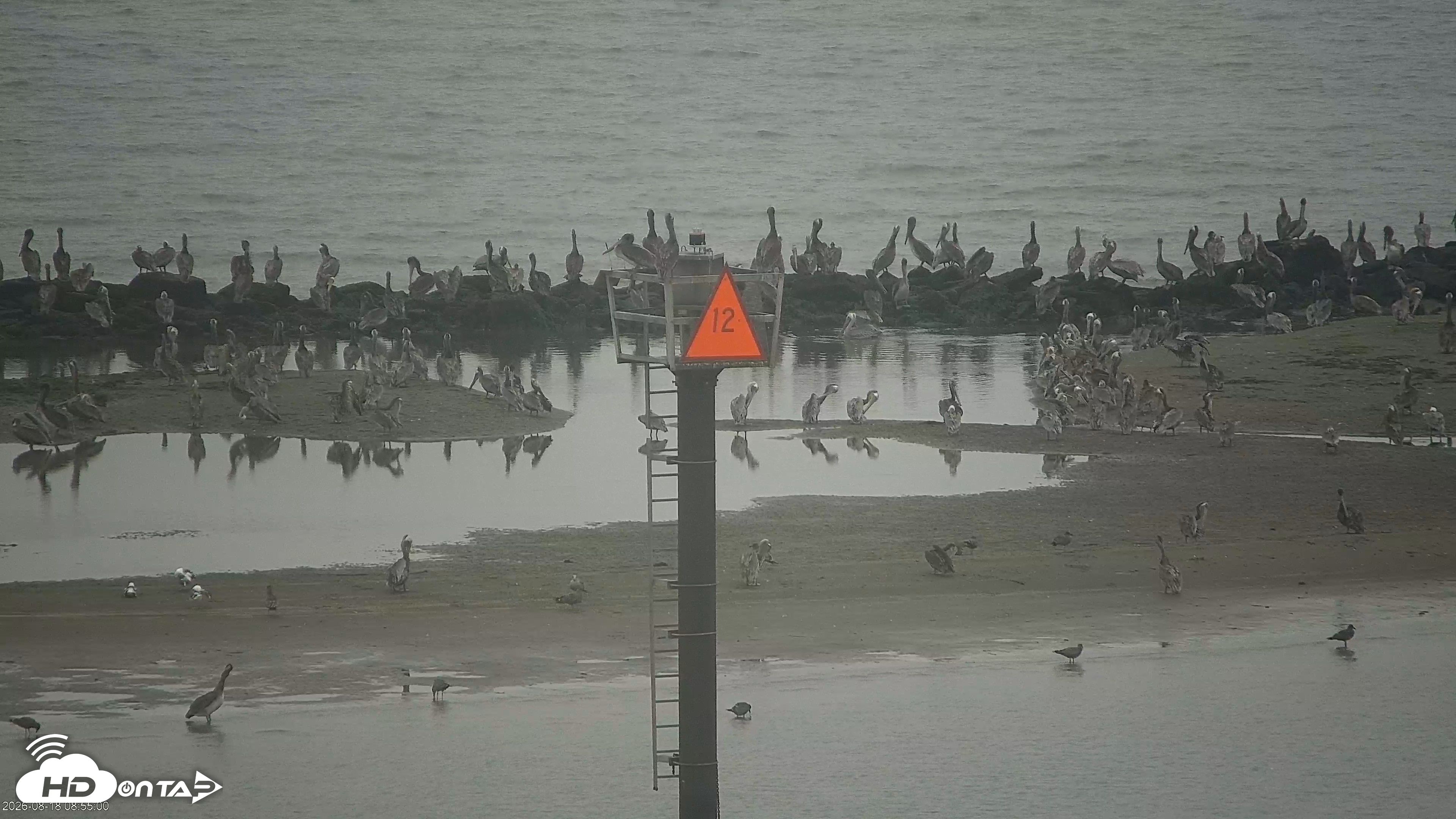 Snapshot of San Francisco Bay Osprey Nest Live Webcam taken Aug 18, 2026, 8:55am PDT