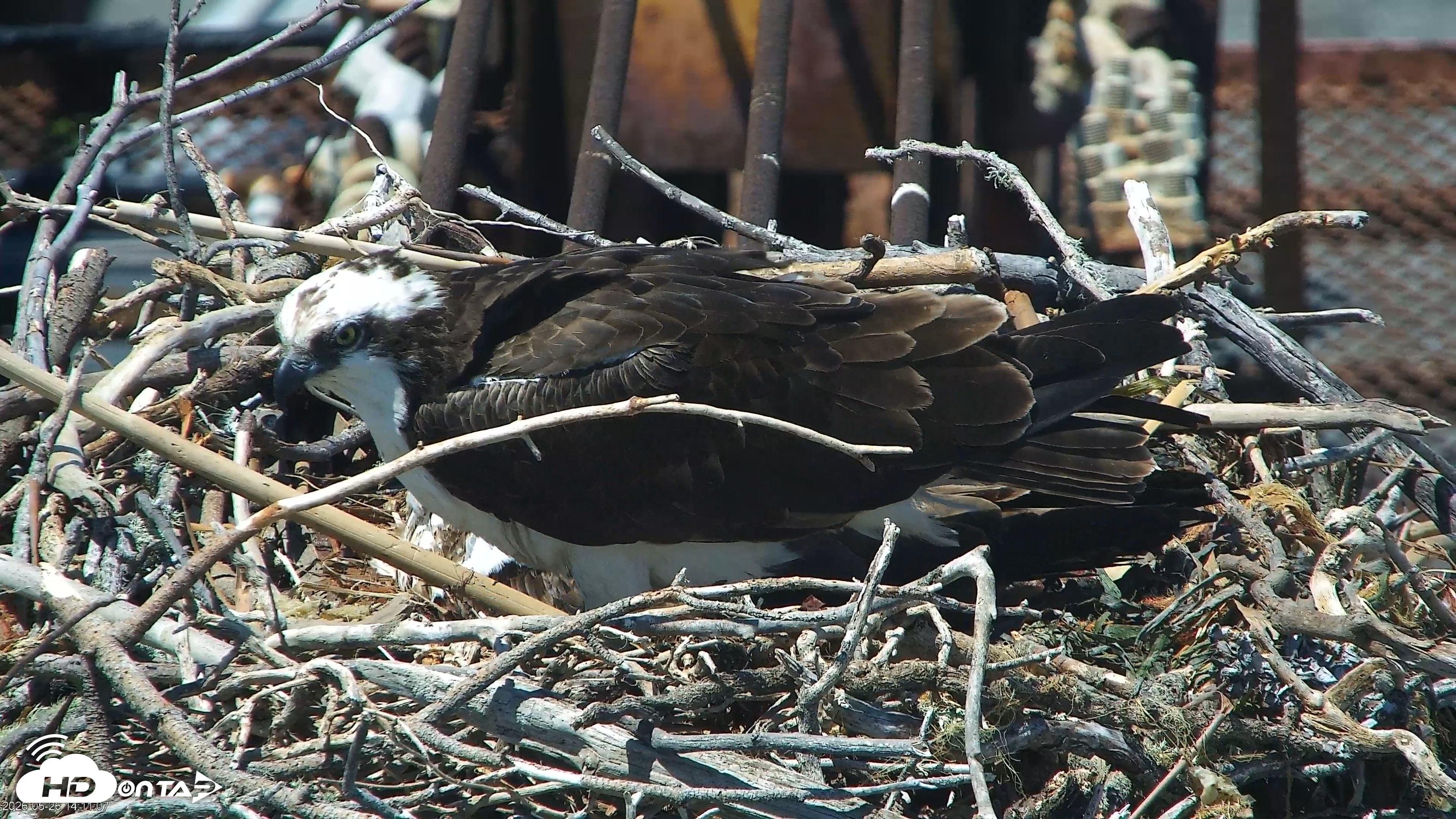 Snapshot of San Francisco Bay Osprey Nest Live Webcam taken May 26, 2026, 2:11pm PDT