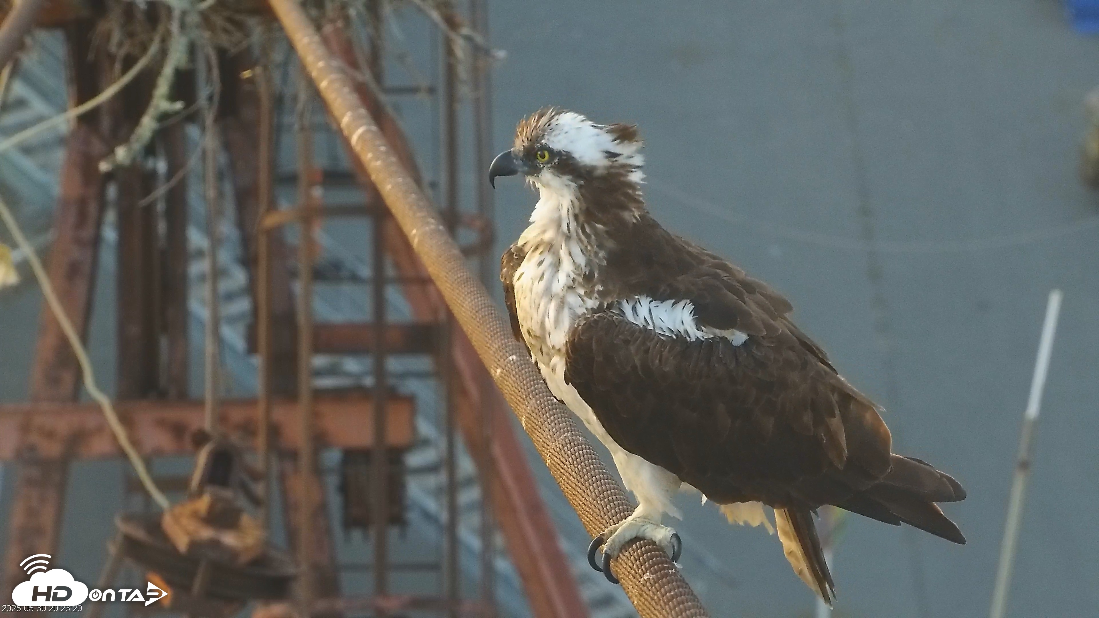 Snapshot of San Francisco Bay Osprey Nest Live Webcam taken May 30, 2026, 8:24pm PDT