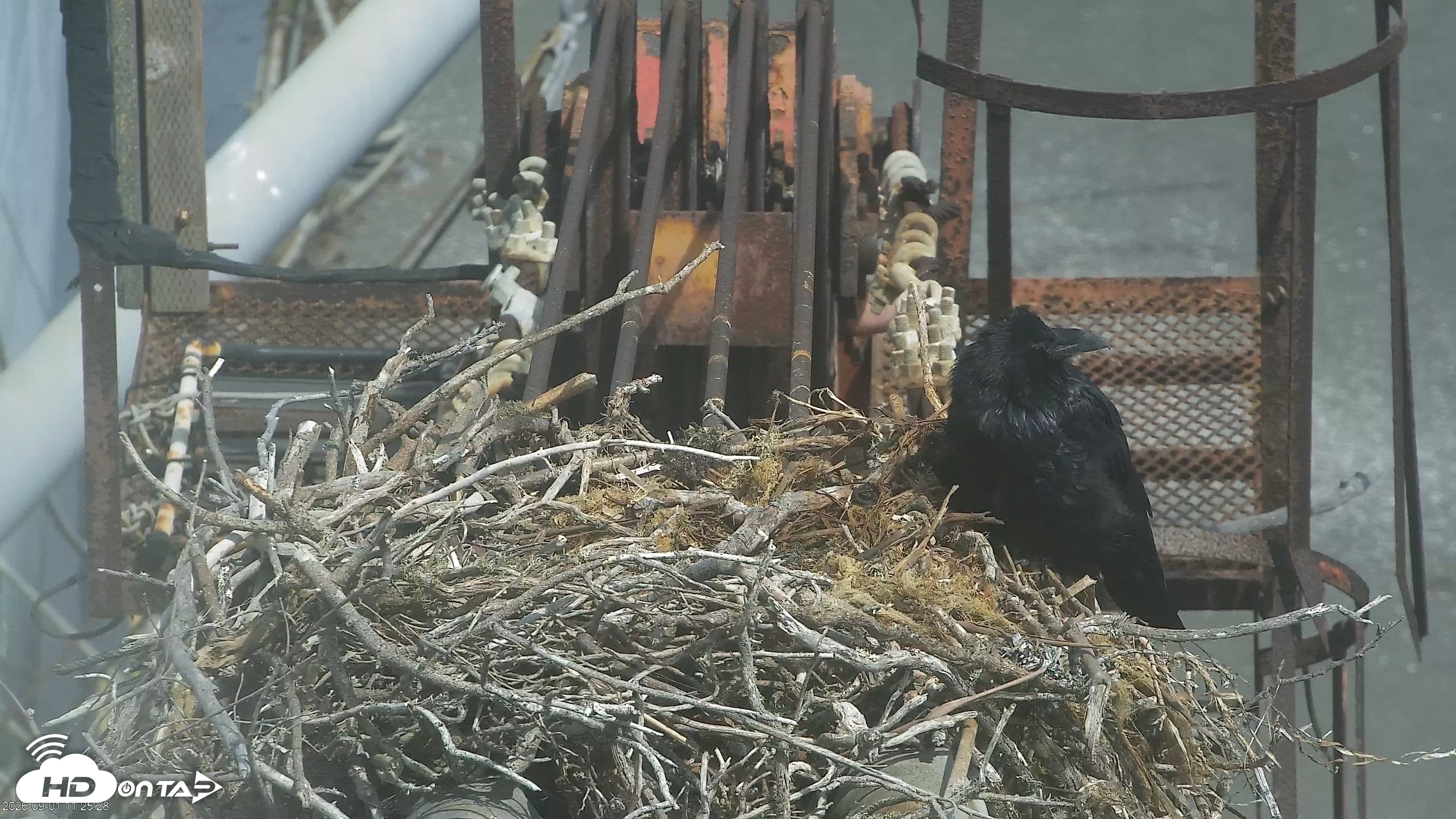 Snapshot of San Francisco Bay Osprey Nest Live Webcam taken Sep 1, 2026, 11:26am PDT