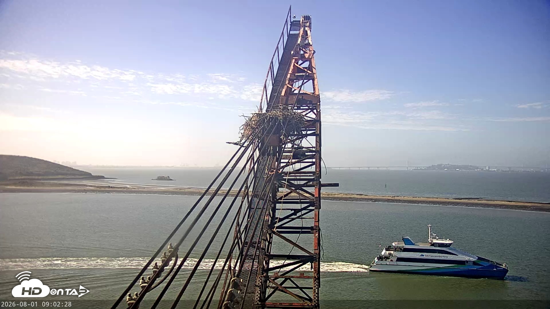 Snapshot of San Francisco Bay Osprey Nest Live Webcam taken Aug 1, 2026, 9:03am PDT