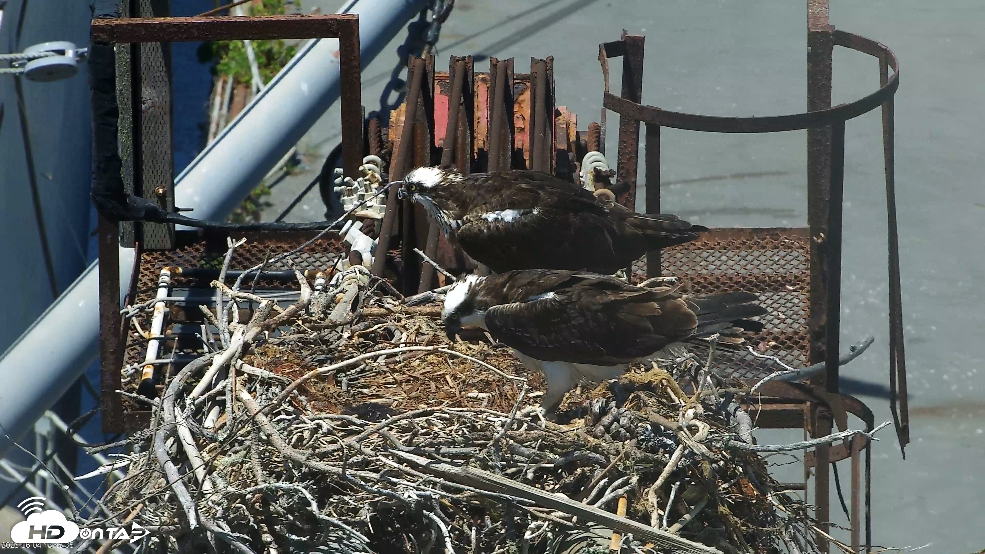 Snapshot of San Francisco Bay Osprey Nest Live Webcam taken Jun 4, 2026, 1:48pm PDT