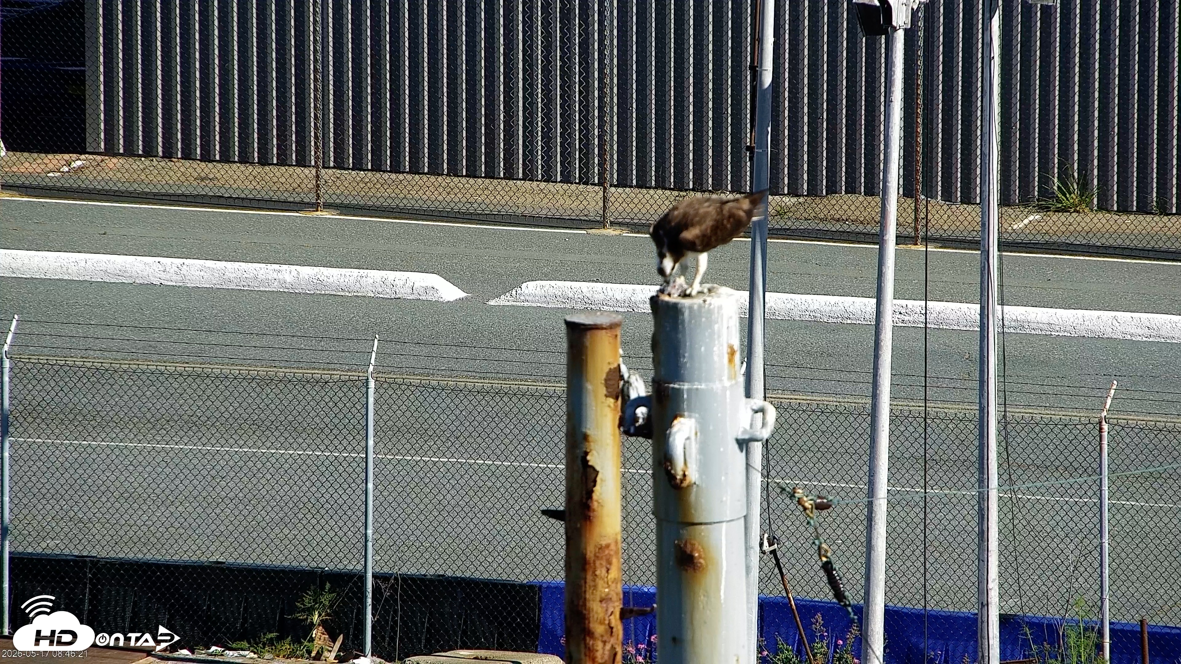 Snapshot of San Francisco Bay Osprey Nest Live Webcam taken May 17, 2026, 8:47am PDT