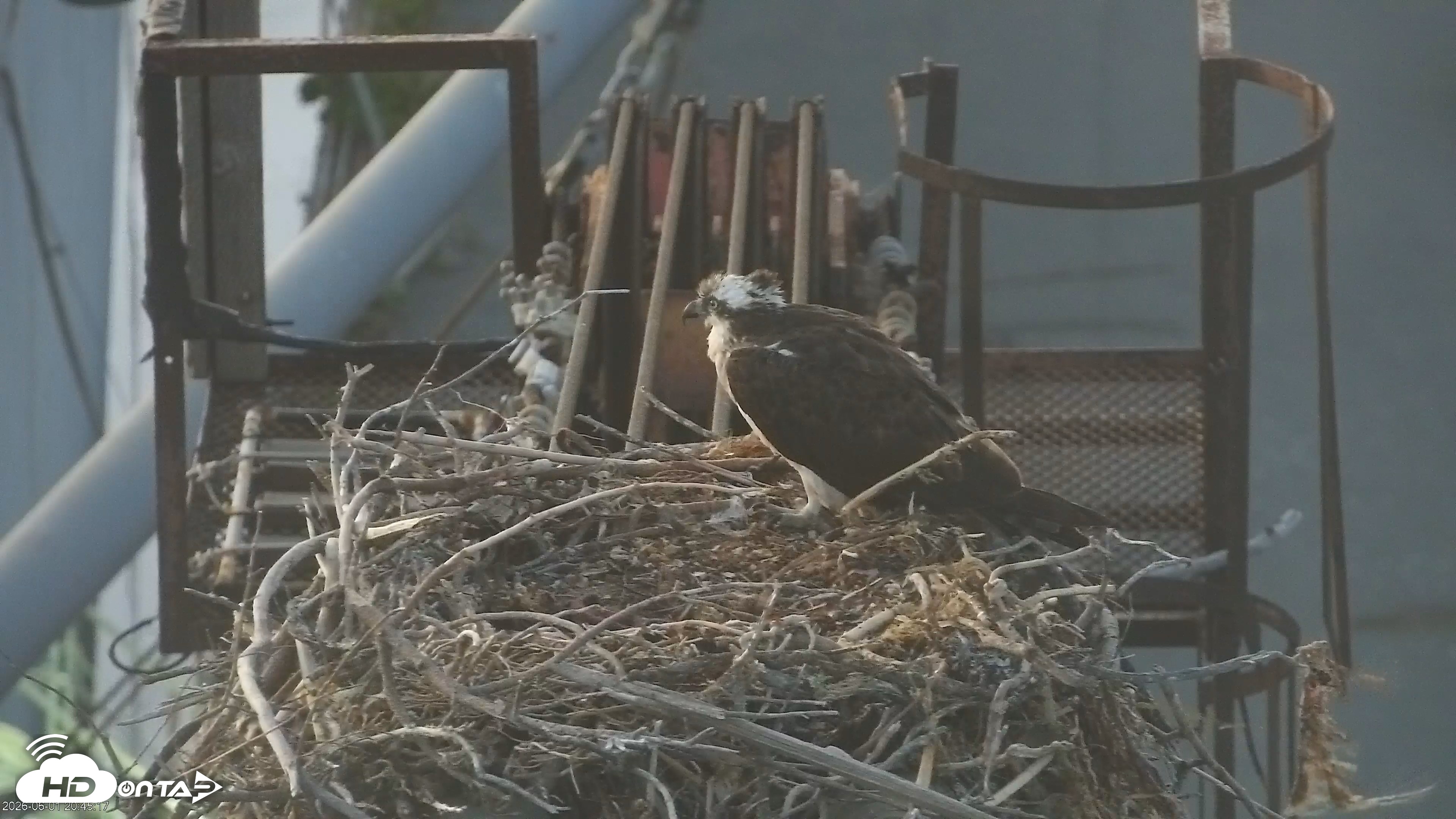 Snapshot of San Francisco Bay Osprey Nest Live Webcam taken Jun 1, 2026, 8:47pm PDT