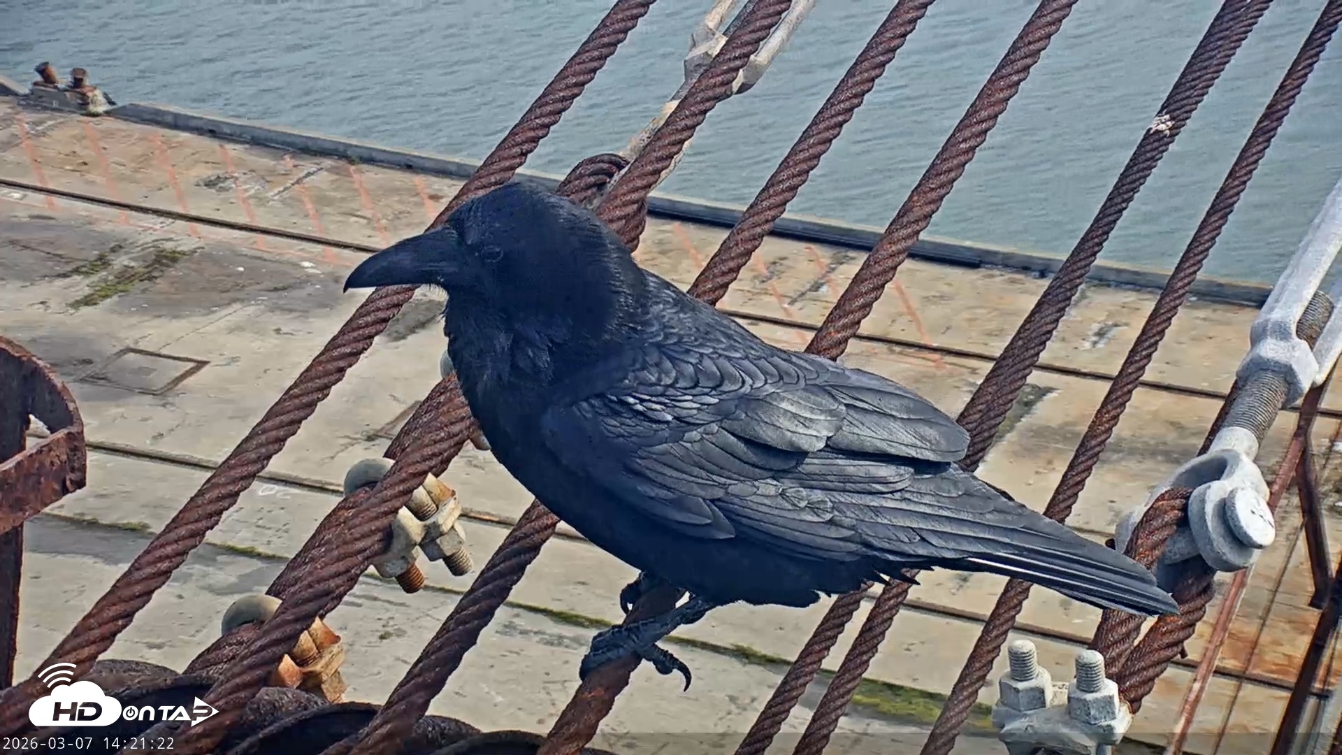 Snapshot of San Francisco Bay Osprey Nest Live Webcam taken Mar 7, 2026, 2:22pm PST