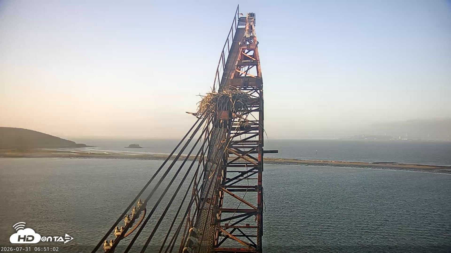 Snapshot of San Francisco Bay Osprey Nest Live Webcam taken Jul 31, 2026, 6:51am PDT