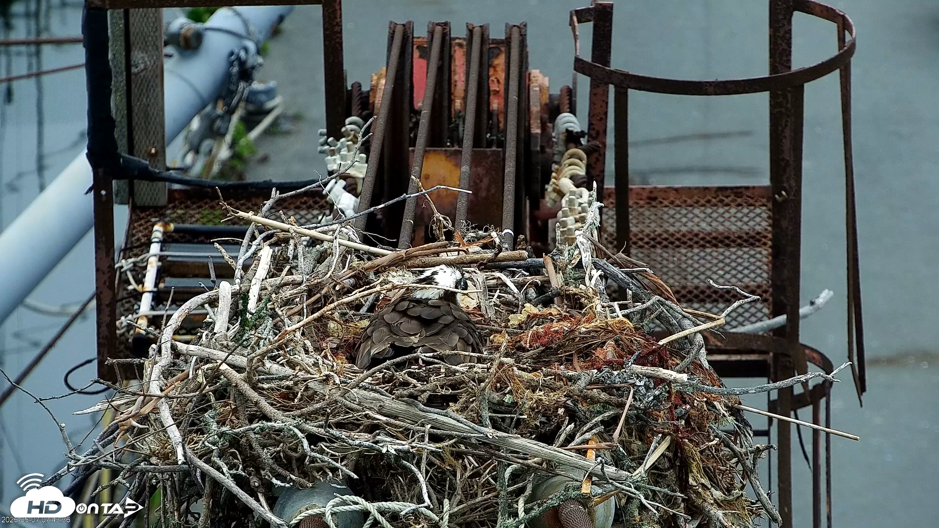 Snapshot of San Francisco Bay Osprey Nest Live Webcam taken May 7, 2026, 7:44am PDT