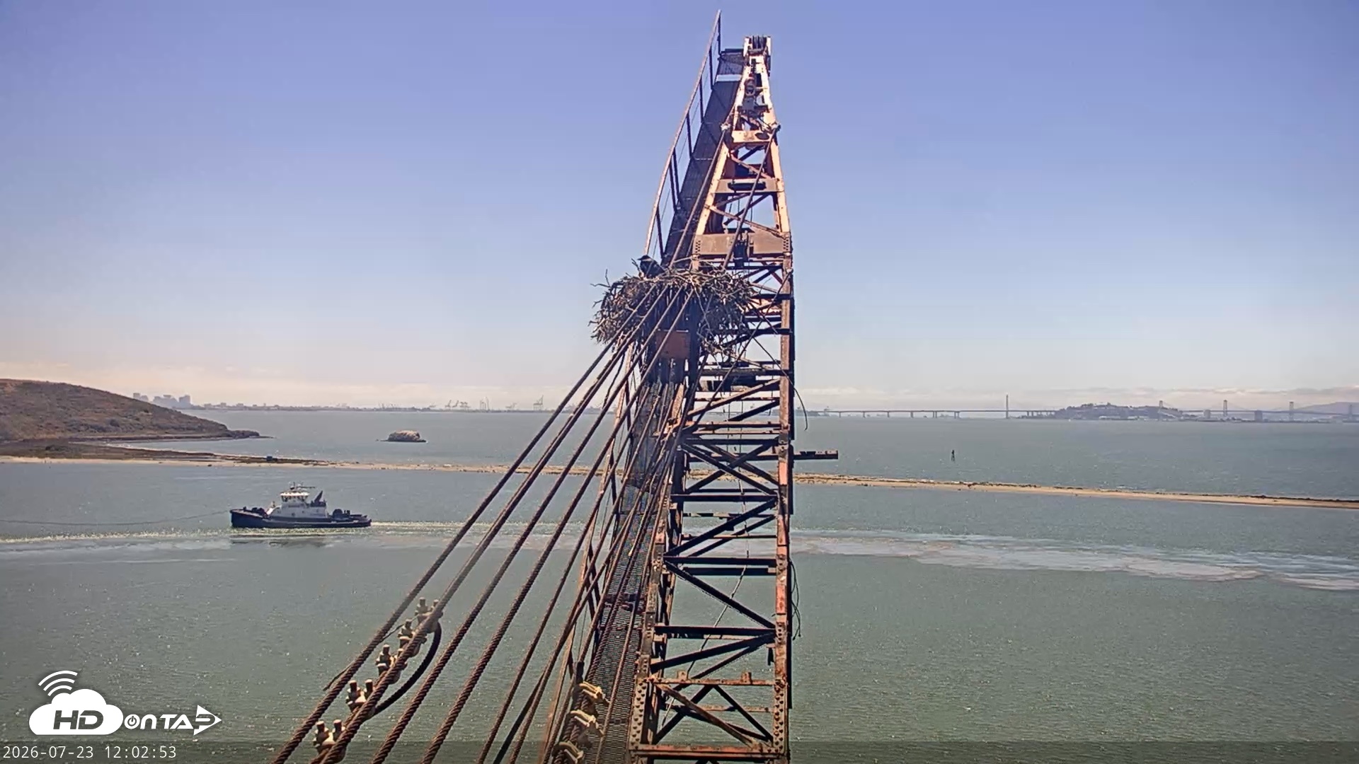 Snapshot of San Francisco Bay Osprey Nest Live Webcam taken Jul 23, 2026, 12:03pm PDT