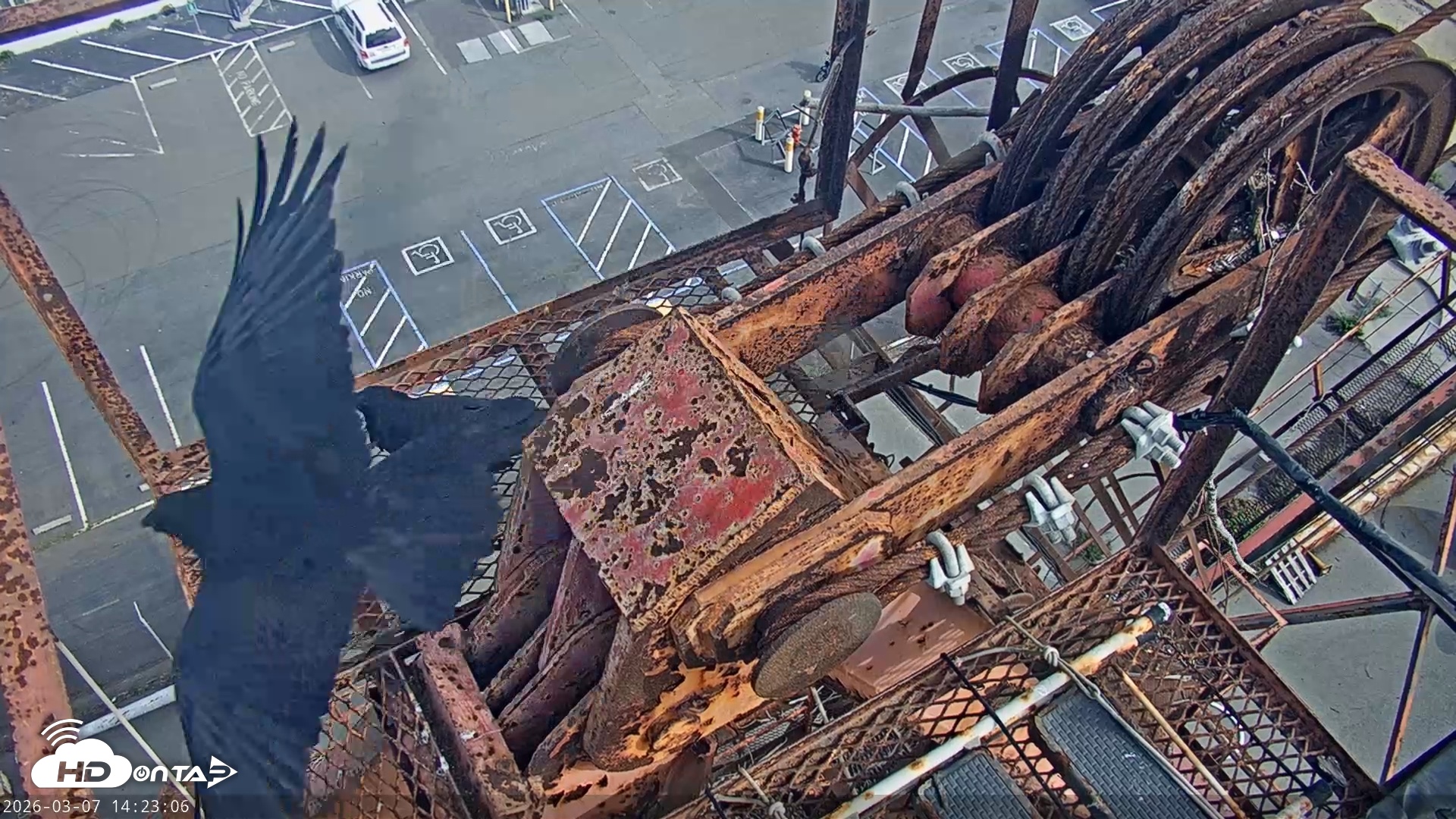 Snapshot of San Francisco Bay Osprey Nest Live Webcam taken Mar 7, 2026, 2:25pm PST