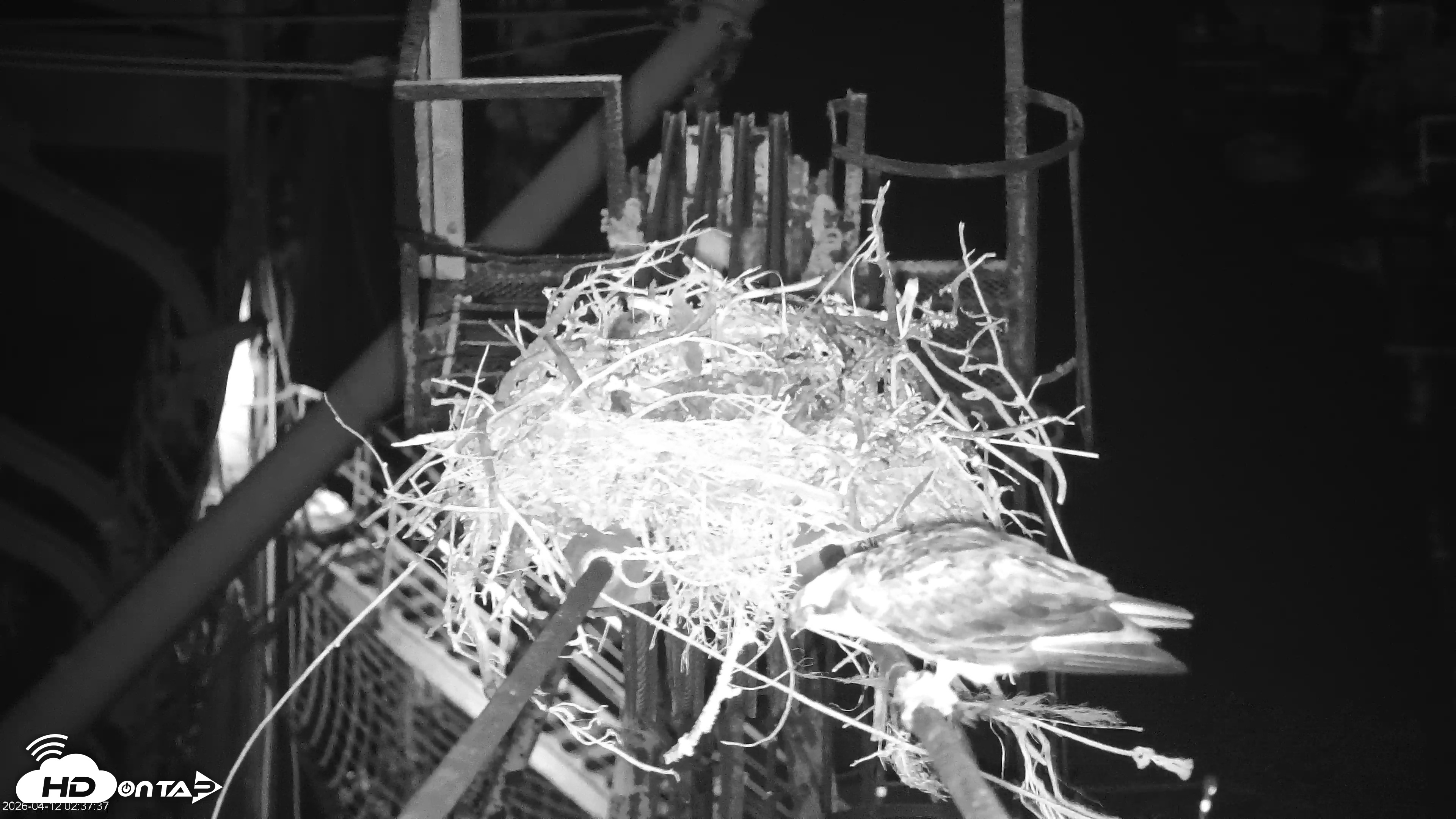 Snapshot of San Francisco Bay Osprey Nest Live Webcam taken Apr 12, 2026, 2:40am PDT