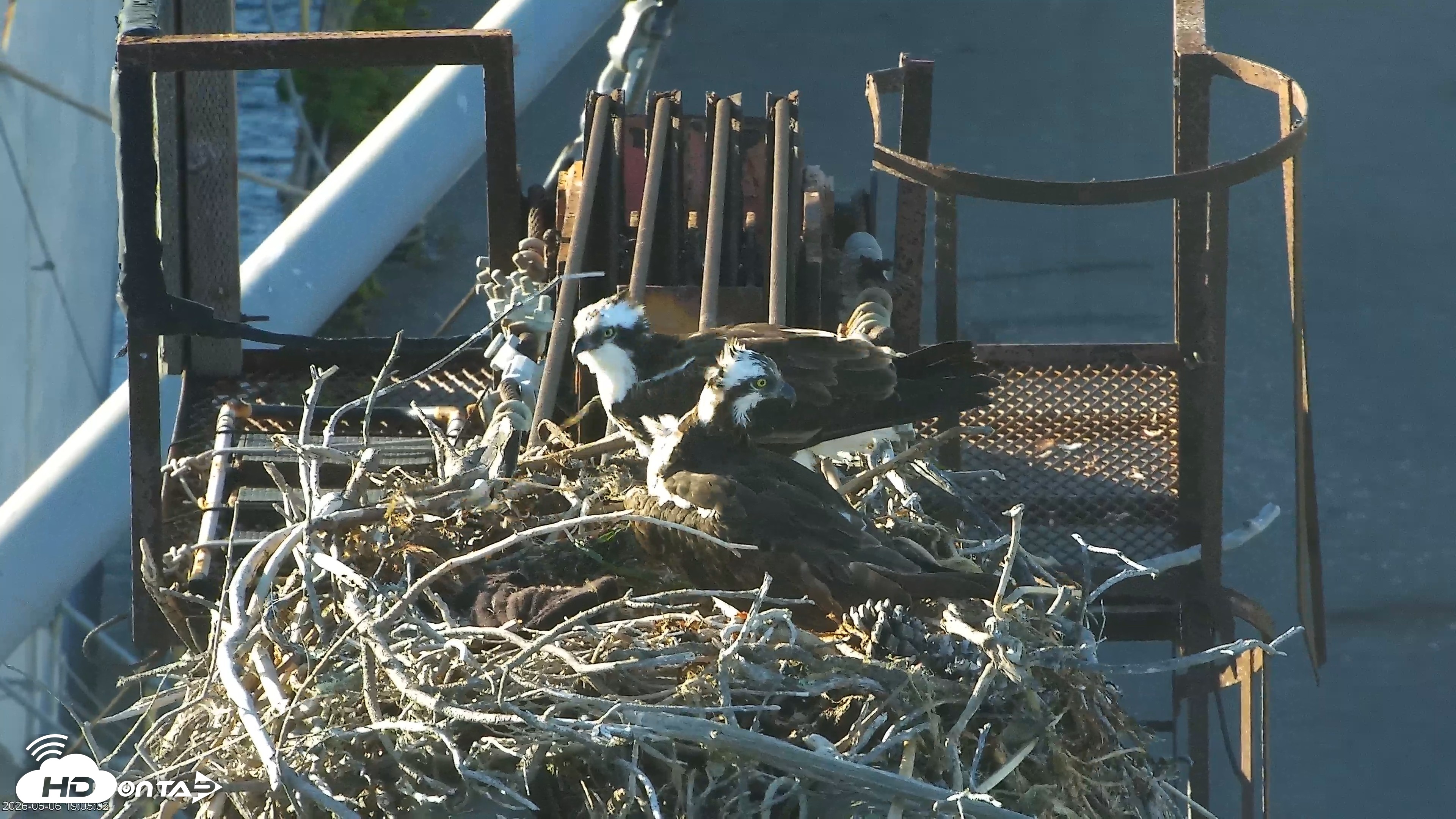 Snapshot of San Francisco Bay Osprey Nest Live Webcam taken Jun 6, 2026, 7:05pm PDT