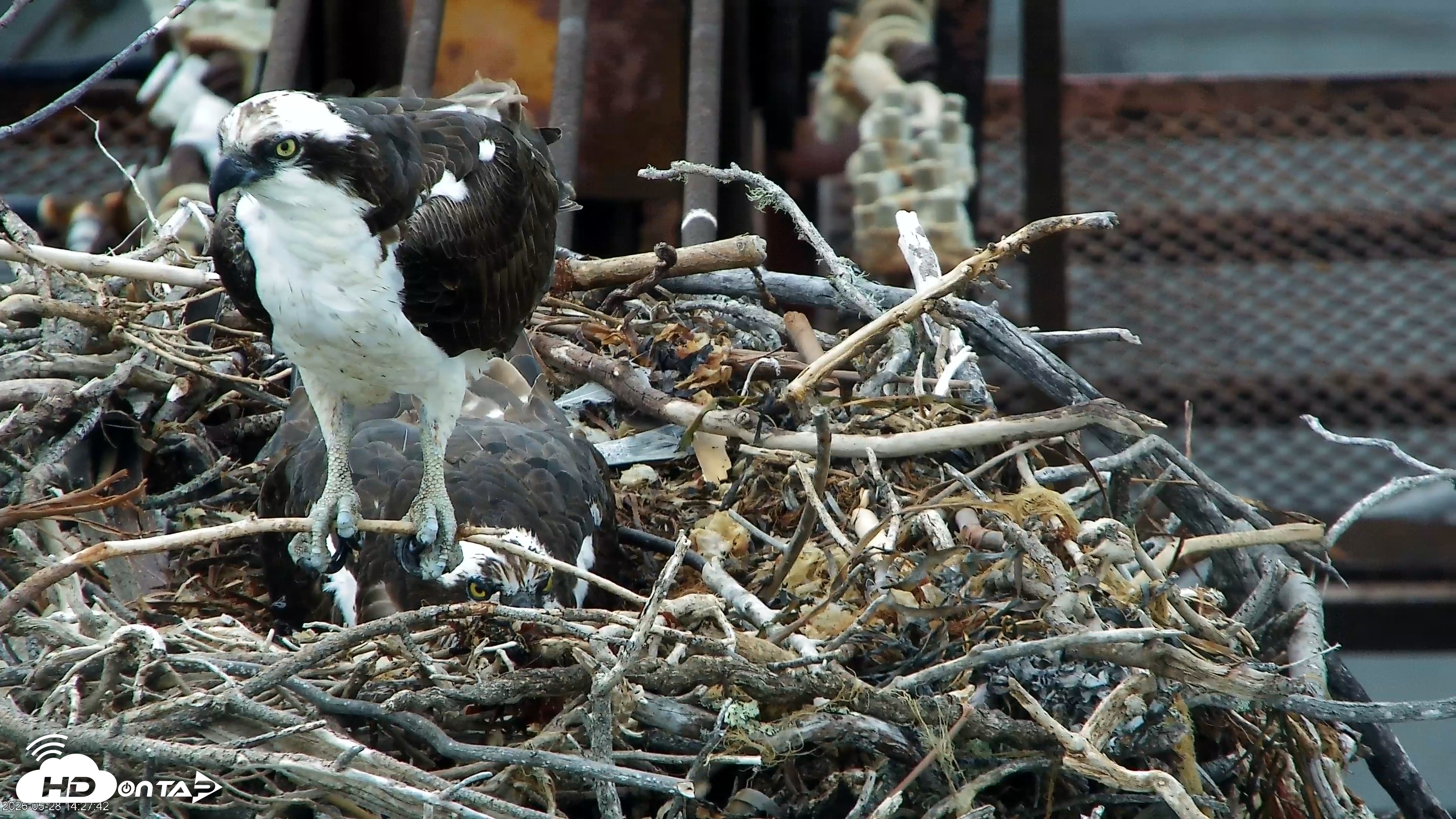 Snapshot of San Francisco Bay Osprey Nest Live Webcam taken May 28, 2026, 2:28pm PDT