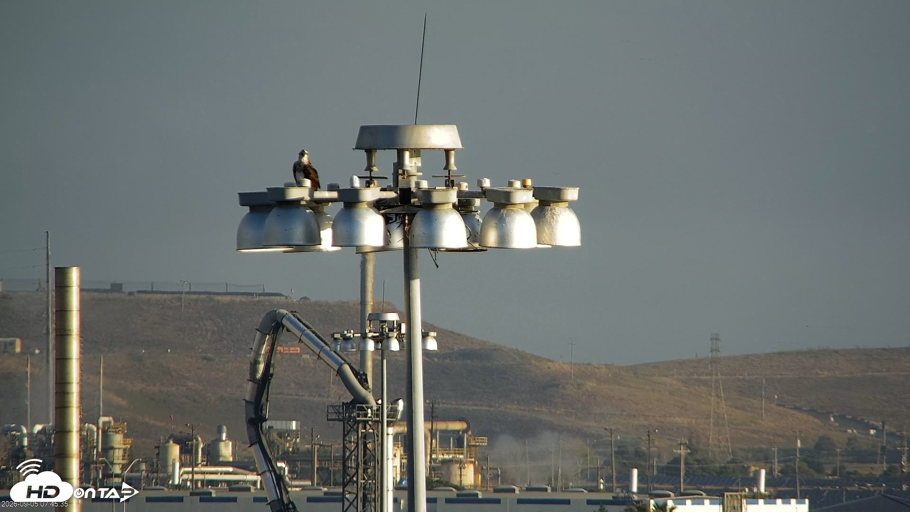 Snapshot of San Francisco Bay Osprey Nest Live Webcam taken Sep 5, 2026, 7:47am PDT