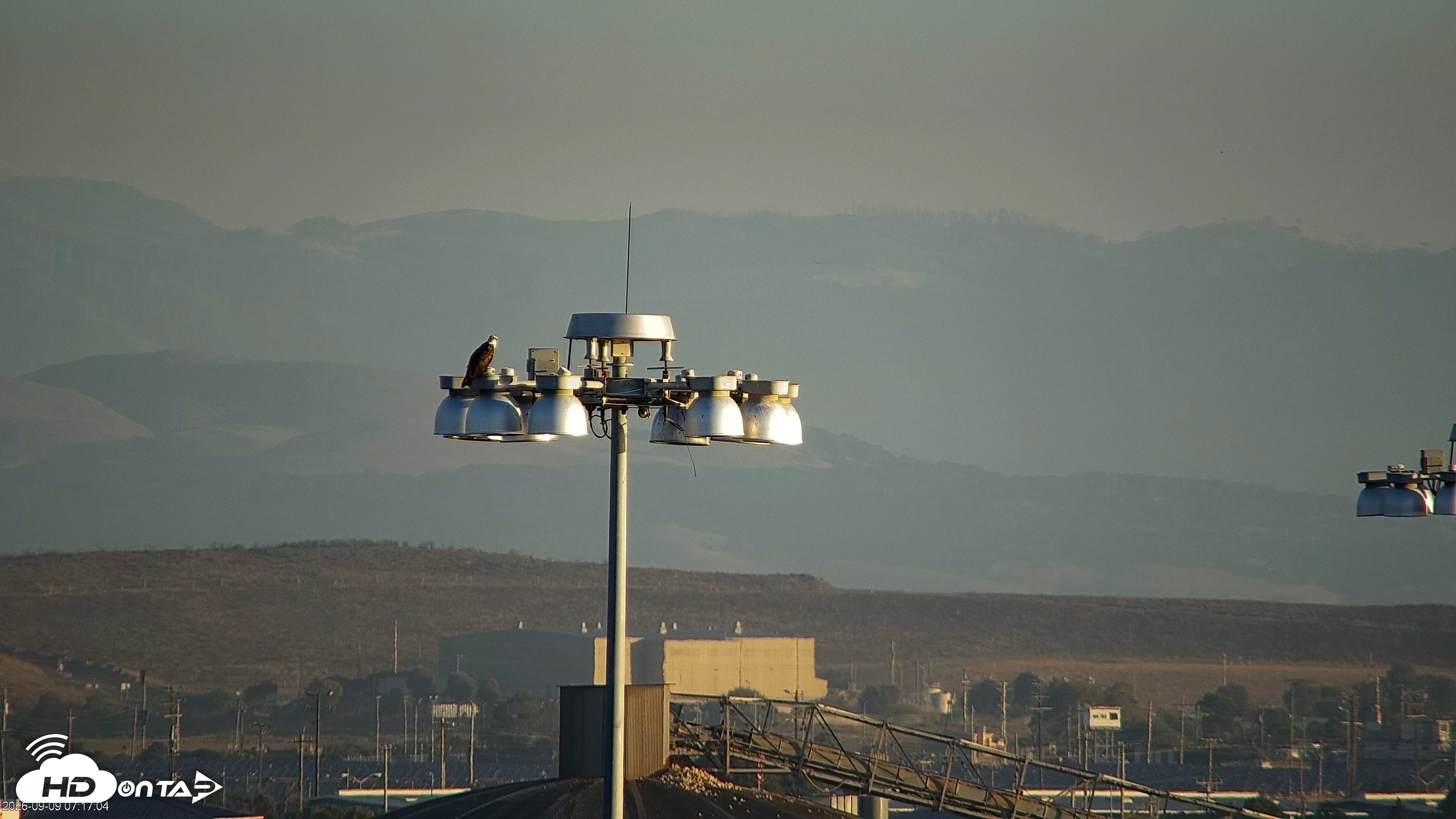 Snapshot of San Francisco Bay Osprey Nest Live Webcam taken Sep 9, 2026, 7:18am PDT