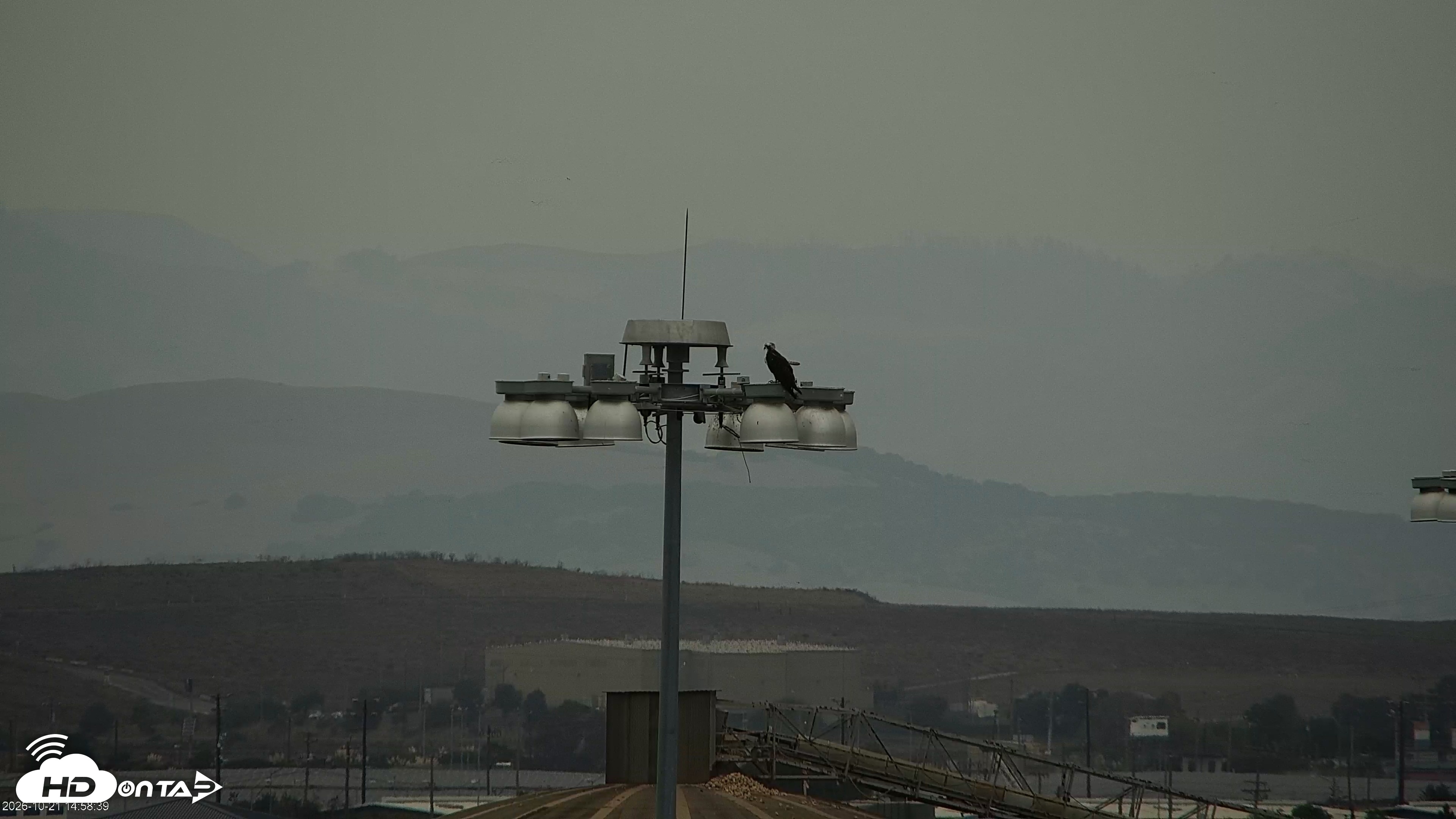 Snapshot of San Francisco Bay Osprey Nest Live Webcam taken Oct 21, 2026, 2:59pm PDT