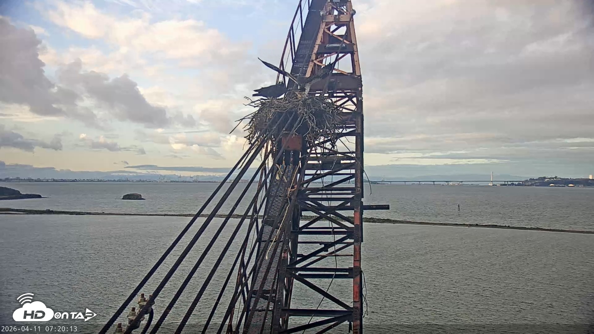 Snapshot of San Francisco Bay Osprey Nest Live Webcam taken Apr 11, 2026, 7:20am PDT
