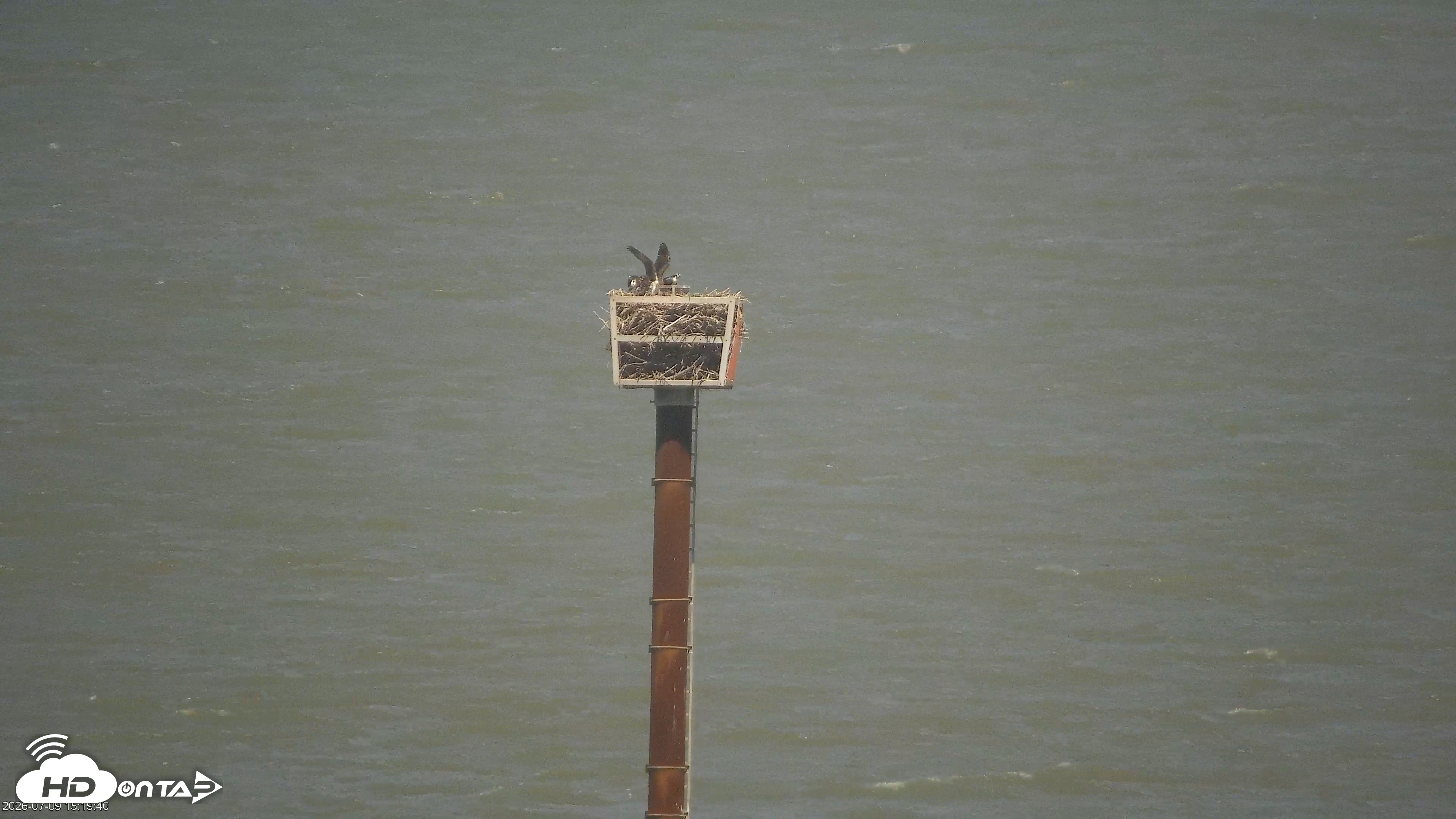 Snapshot of San Francisco Bay Osprey Nest Live Webcam taken Jul 9, 2026, 3:20pm PDT