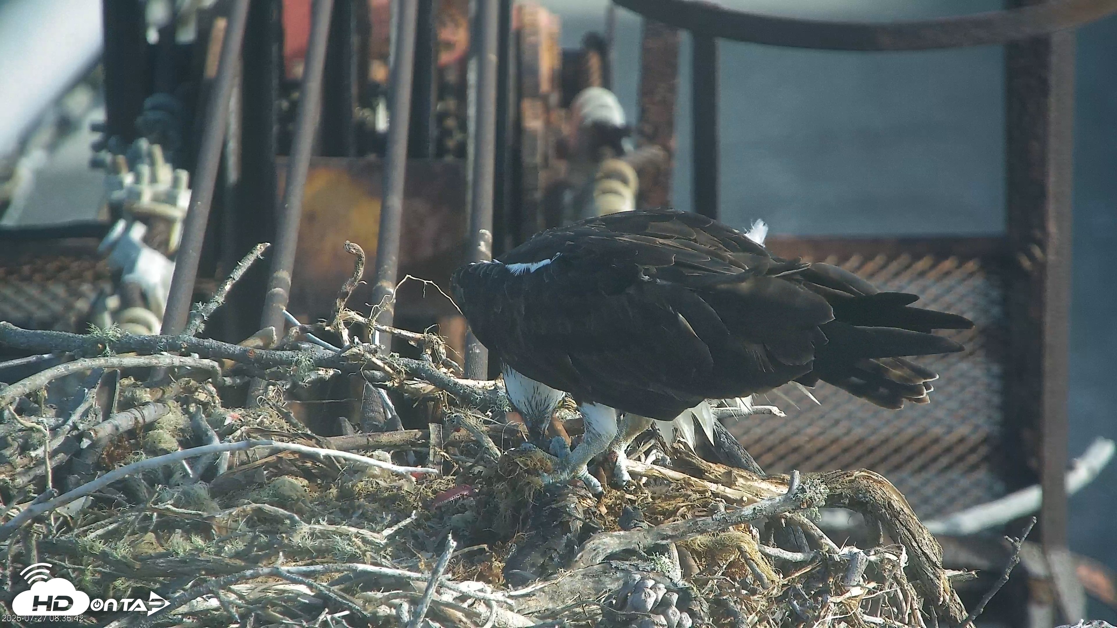Snapshot of San Francisco Bay Osprey Nest Live Webcam taken Jul 27, 2026, 8:37am PDT