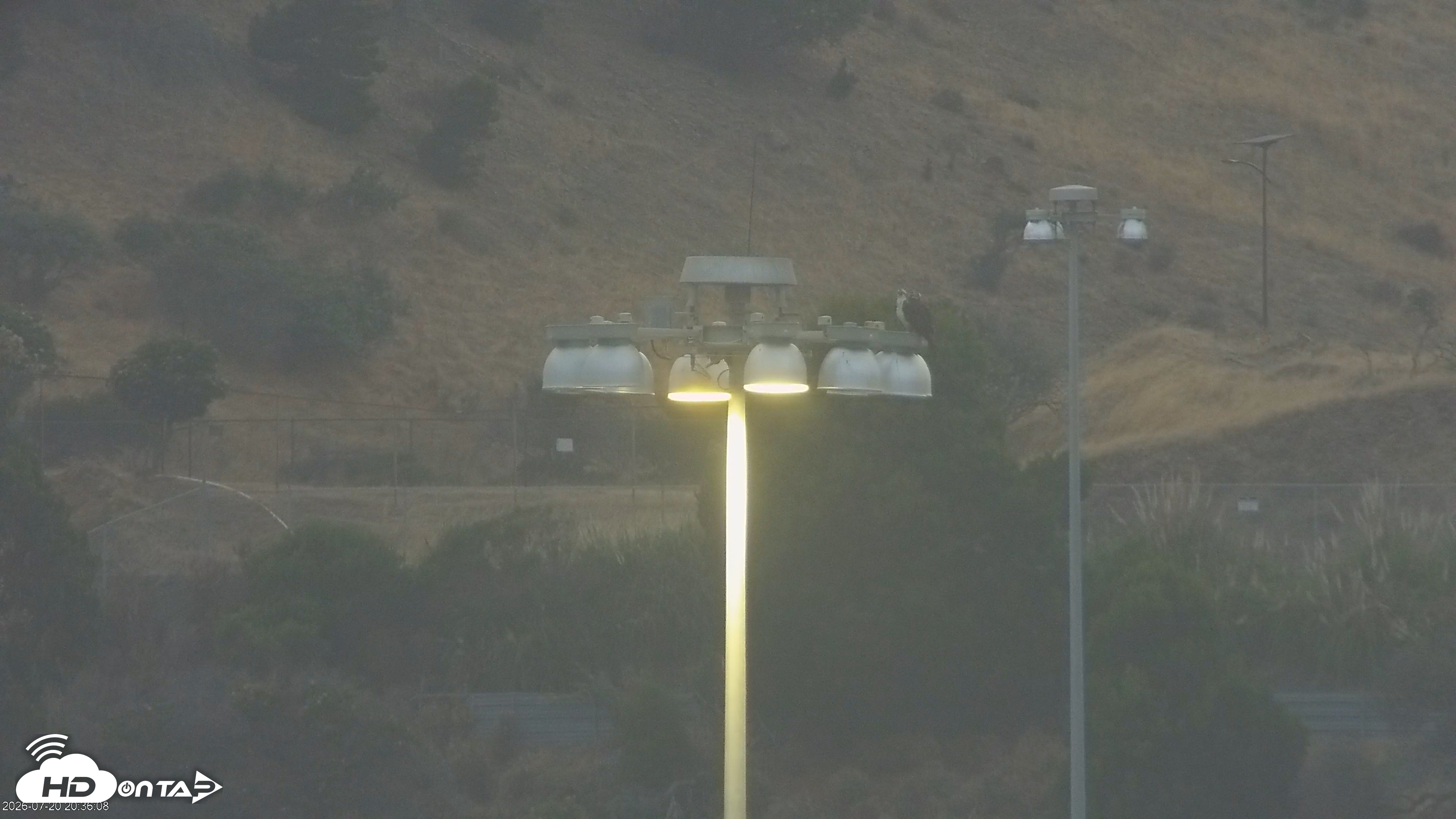 Snapshot of San Francisco Bay Osprey Nest Live Webcam taken Jul 20, 2026, 8:36pm PDT