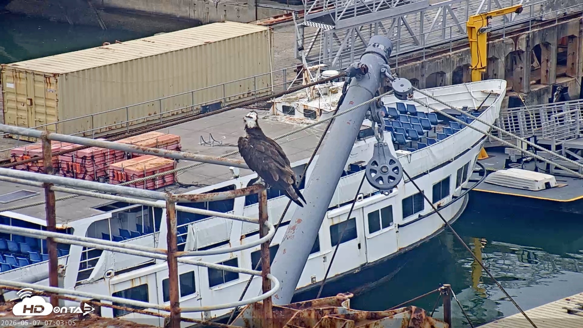 Snapshot of San Francisco Bay Osprey Nest Live Webcam taken May 7, 2026, 7:05am PDT