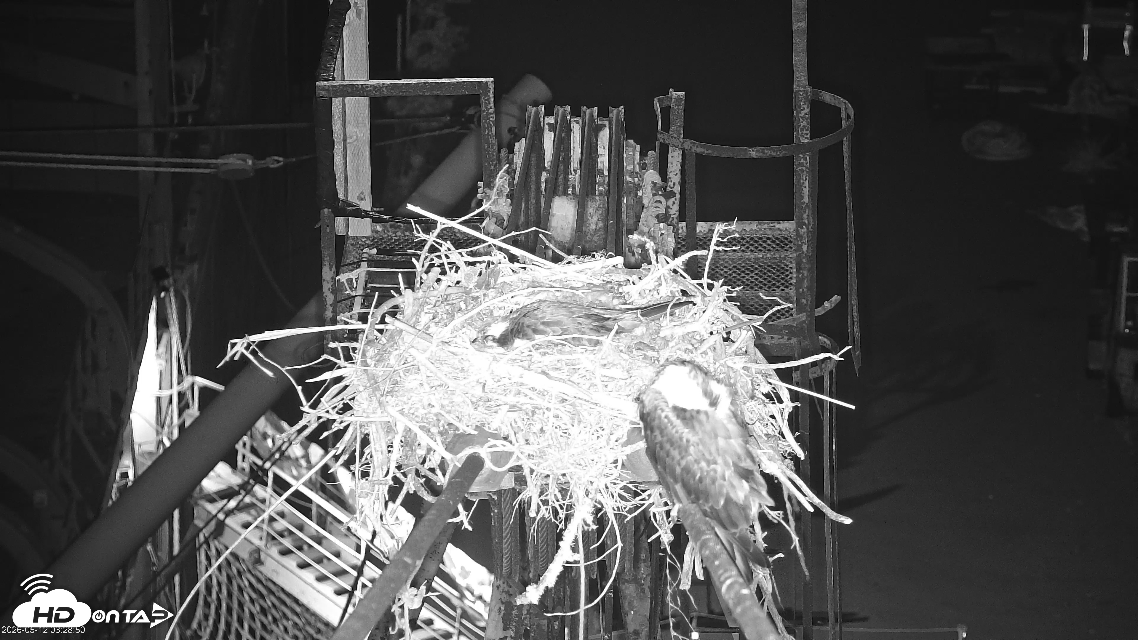 Snapshot of San Francisco Bay Osprey Nest Live Webcam taken May 12, 2026, 3:32am PDT