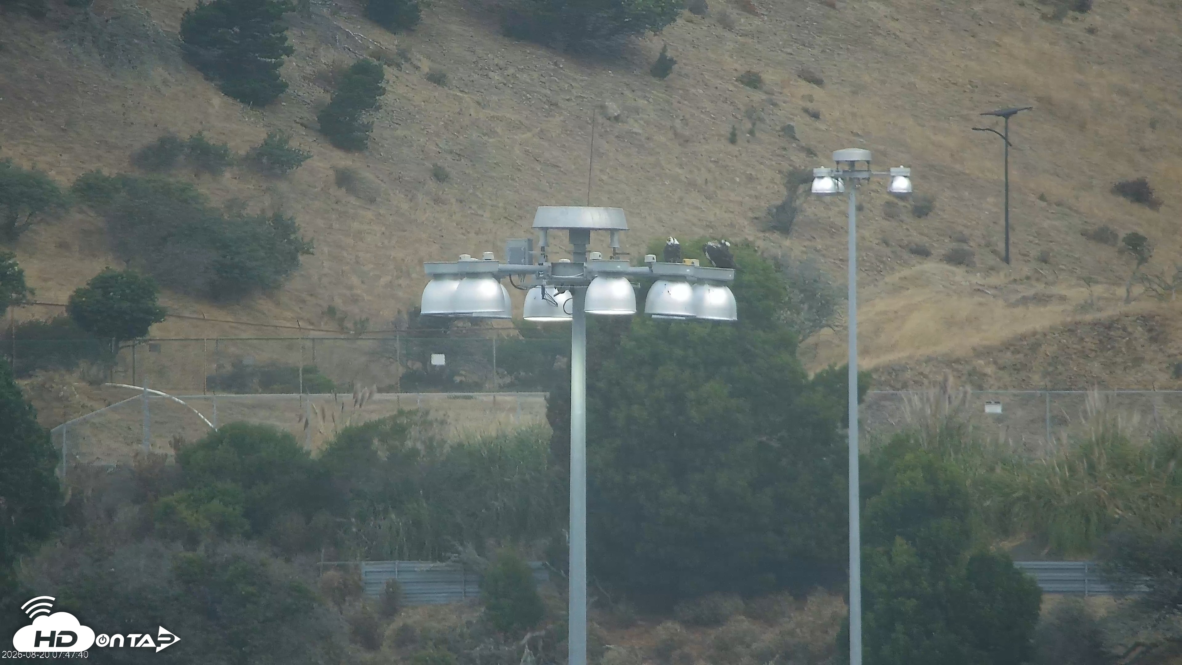 Snapshot of San Francisco Bay Osprey Nest Live Webcam taken Aug 20, 2026, 7:50am PDT