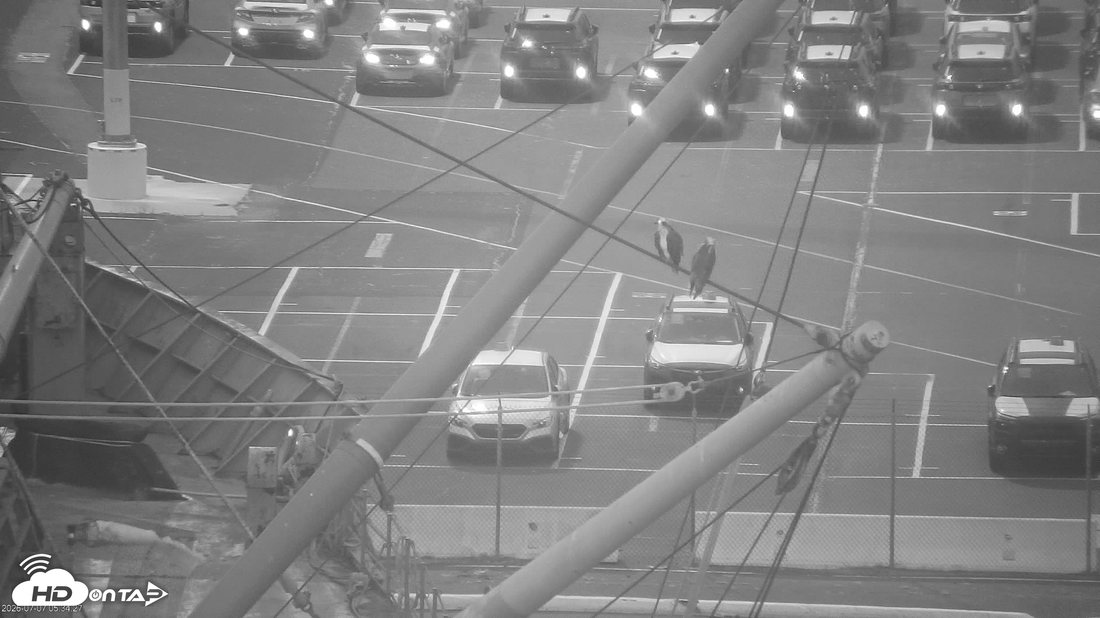 Snapshot of San Francisco Bay Osprey Nest Live Webcam taken Jul 7, 2026, 5:35am PDT