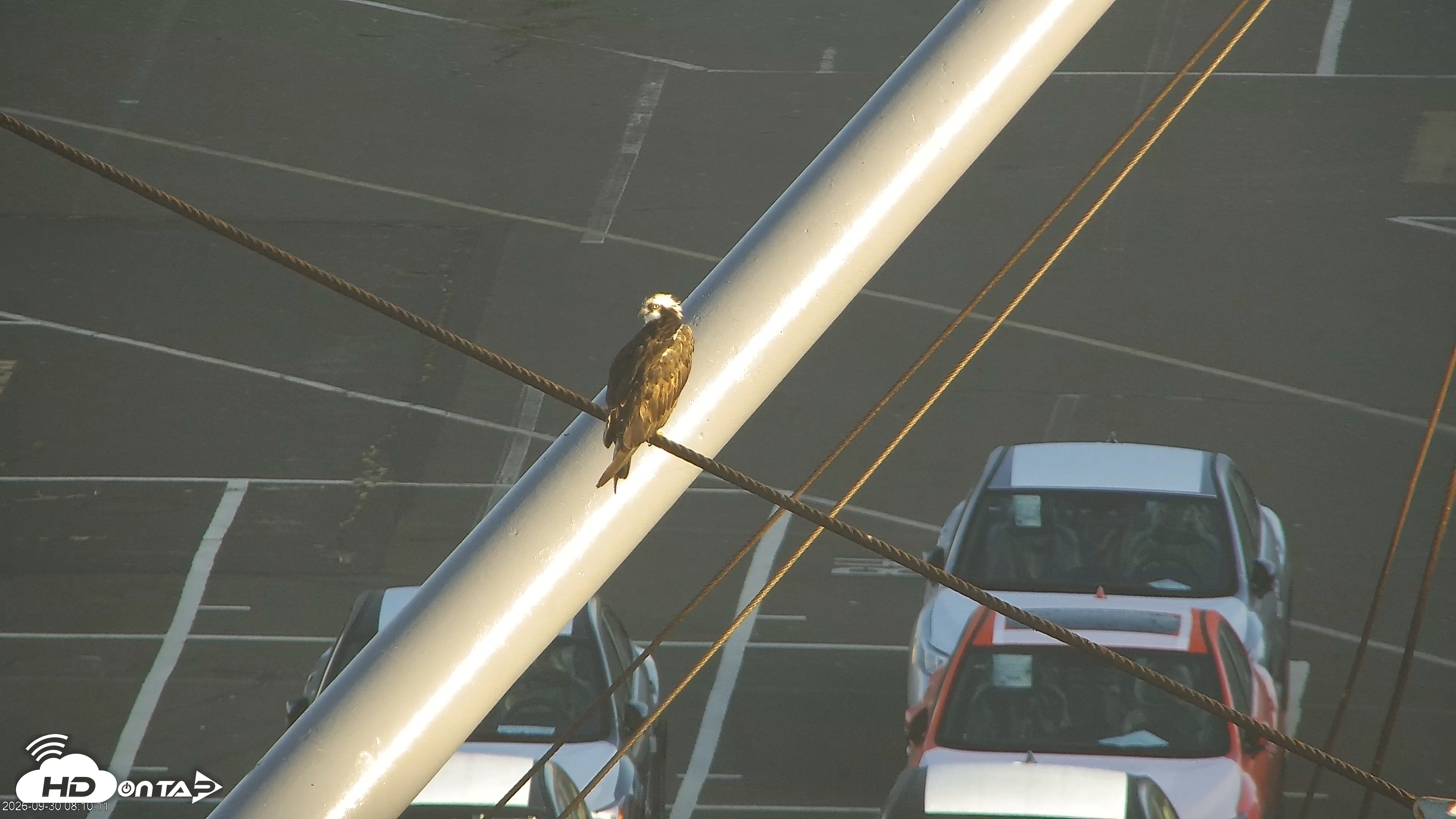Snapshot of San Francisco Bay Osprey Nest Live Webcam taken Sep 30, 2026, 8:13am PDT