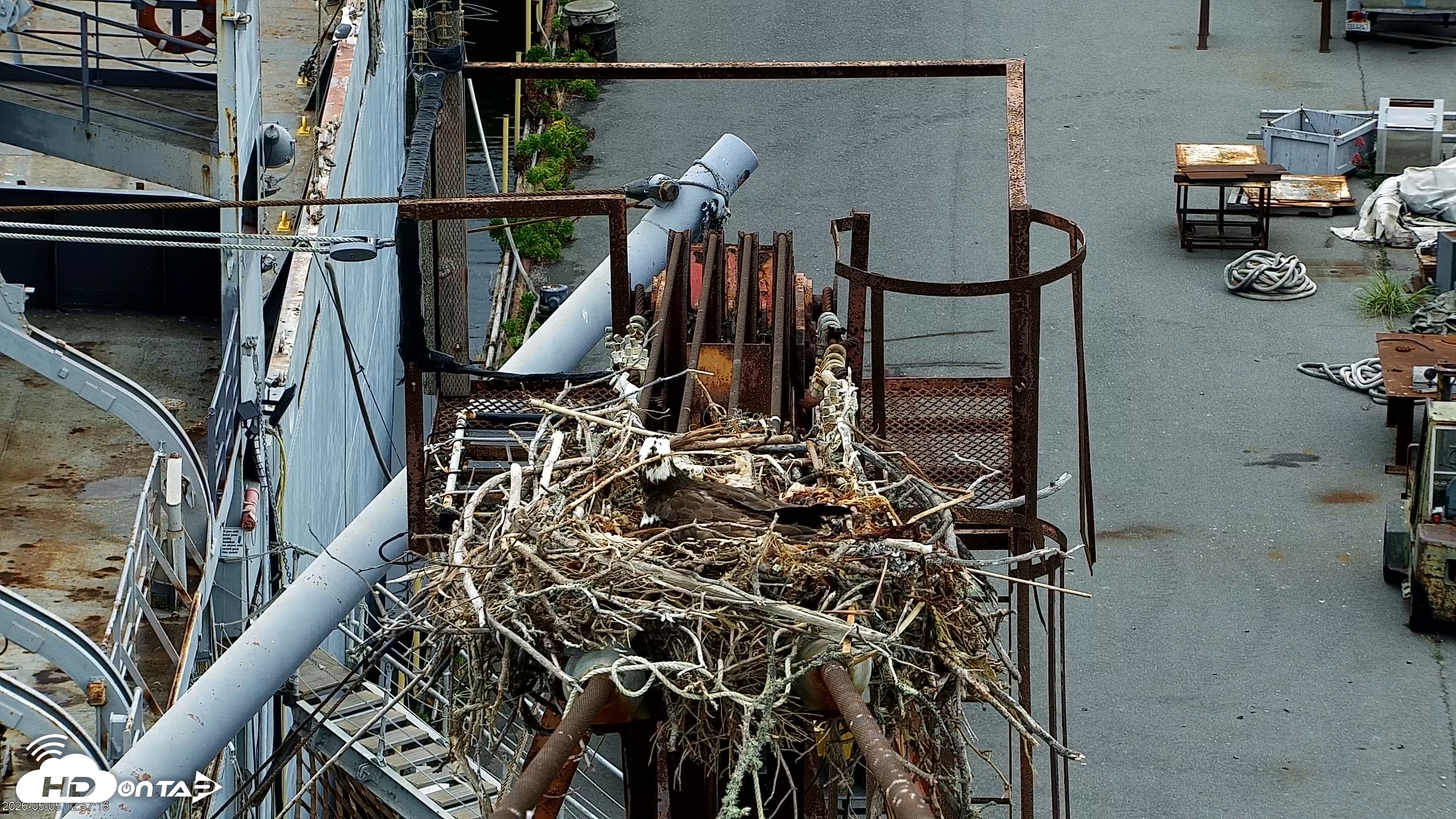 Snapshot of San Francisco Bay Osprey Nest Live Webcam taken May 5, 2026, 12:58pm PDT