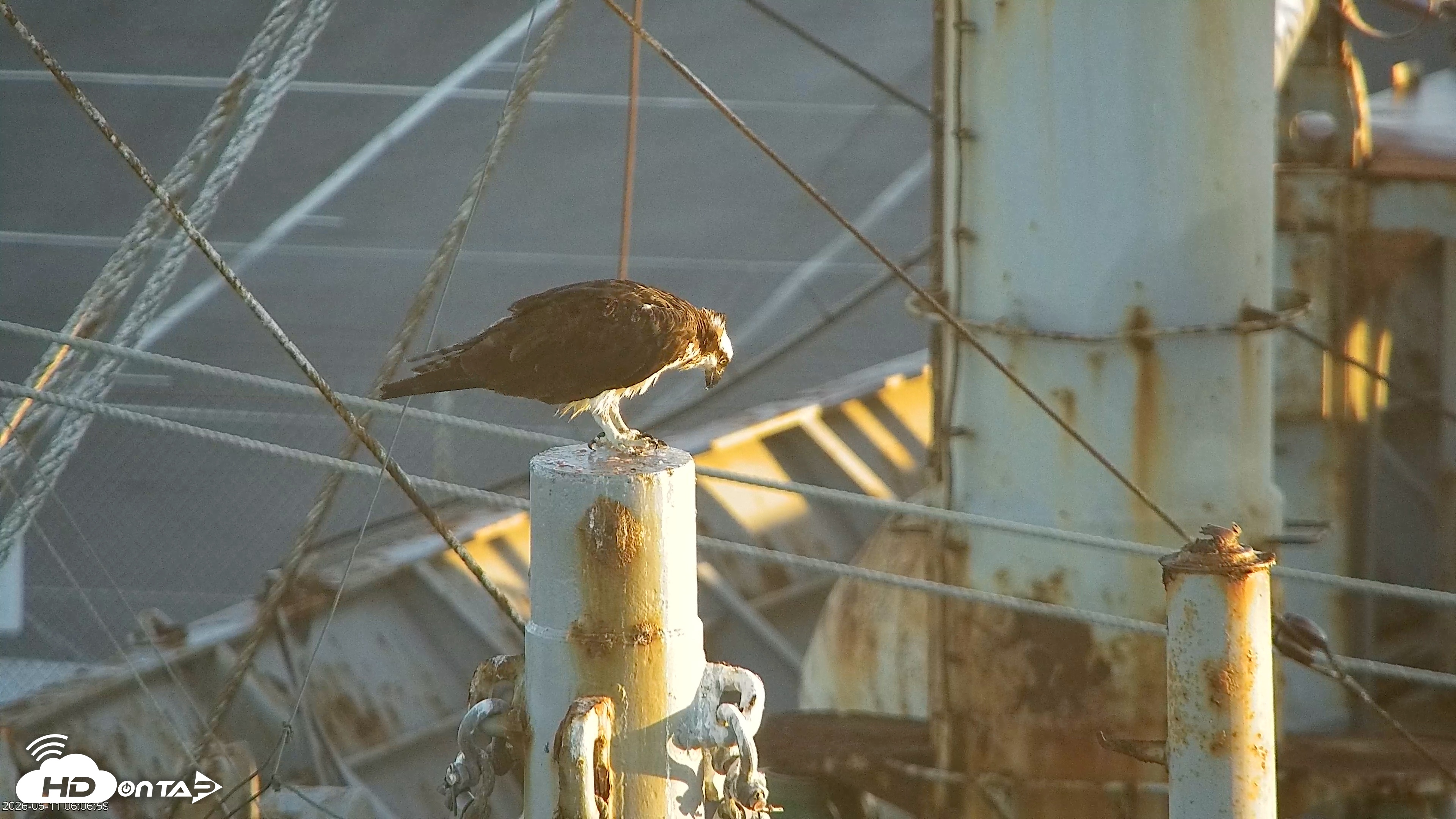 Snapshot of San Francisco Bay Osprey Nest Live Webcam taken Jun 11, 2026, 6:07am PDT