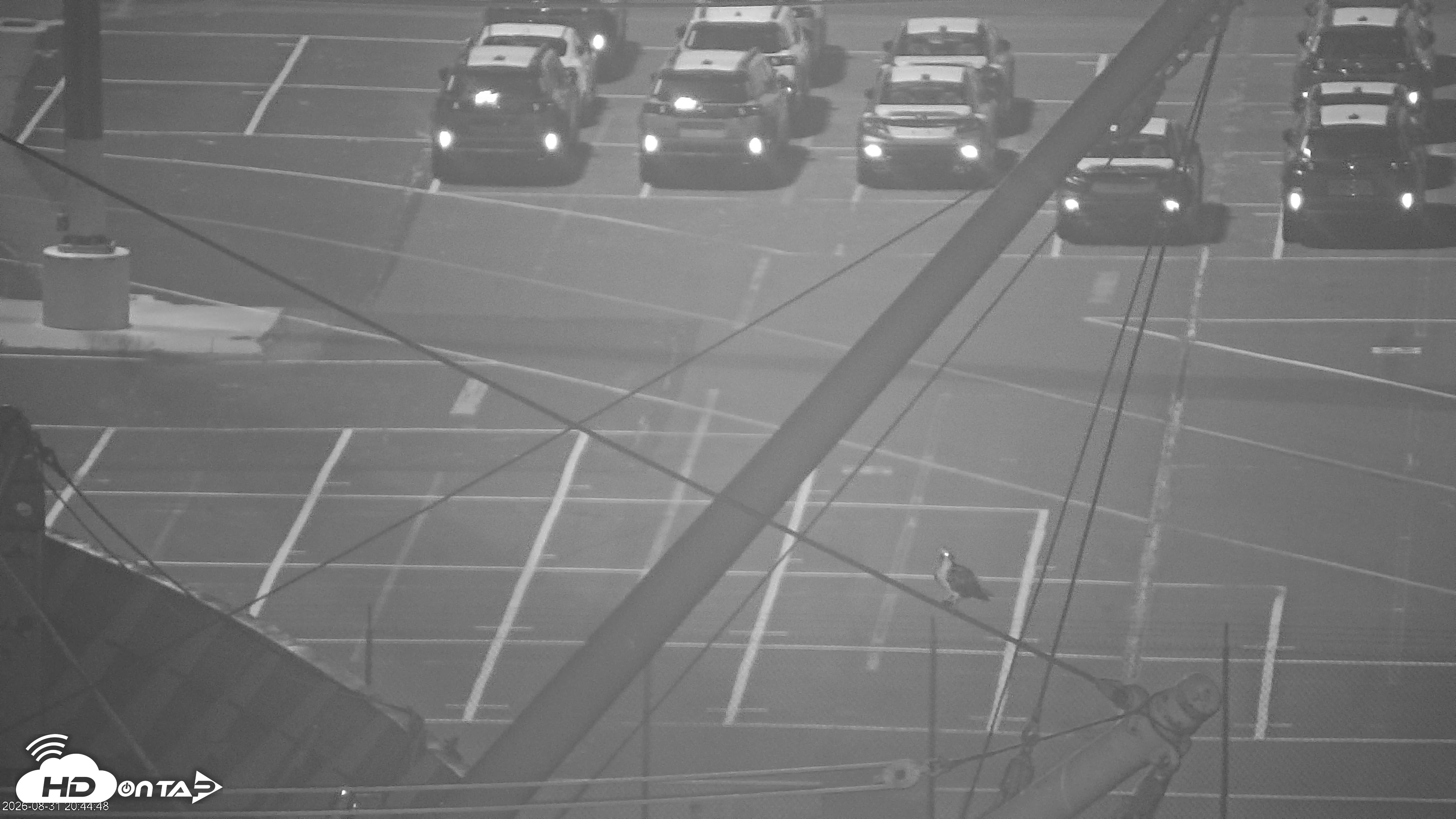 Snapshot of San Francisco Bay Osprey Nest Live Webcam taken Aug 31, 2026, 8:45pm PDT