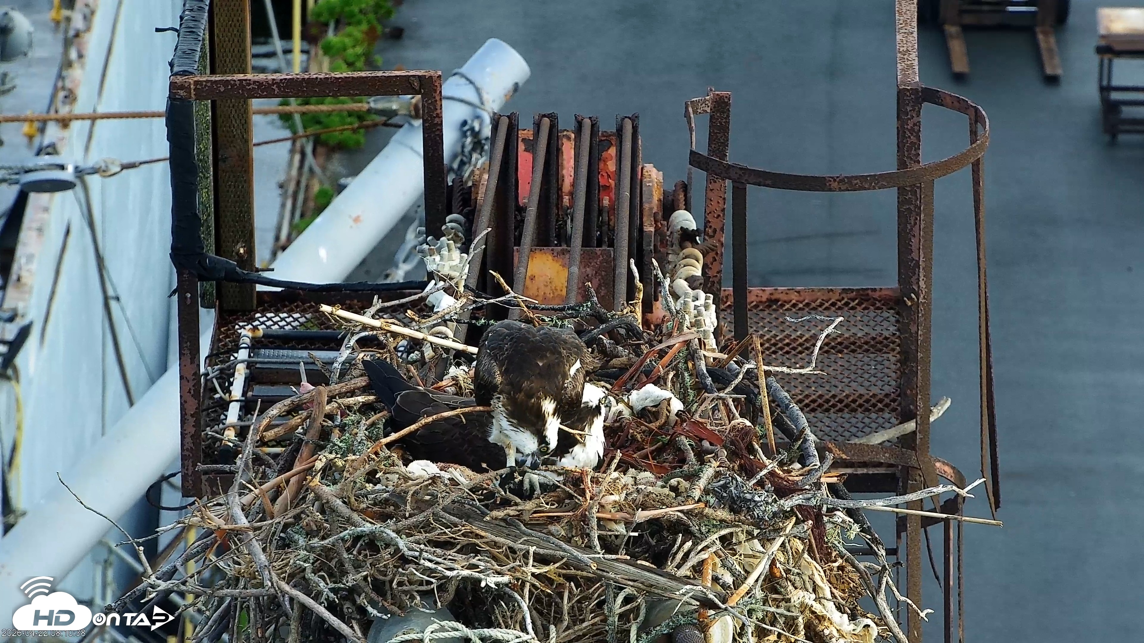 Snapshot of San Francisco Bay Osprey Nest Live Webcam taken Apr 22, 2026, 8:13am PDT