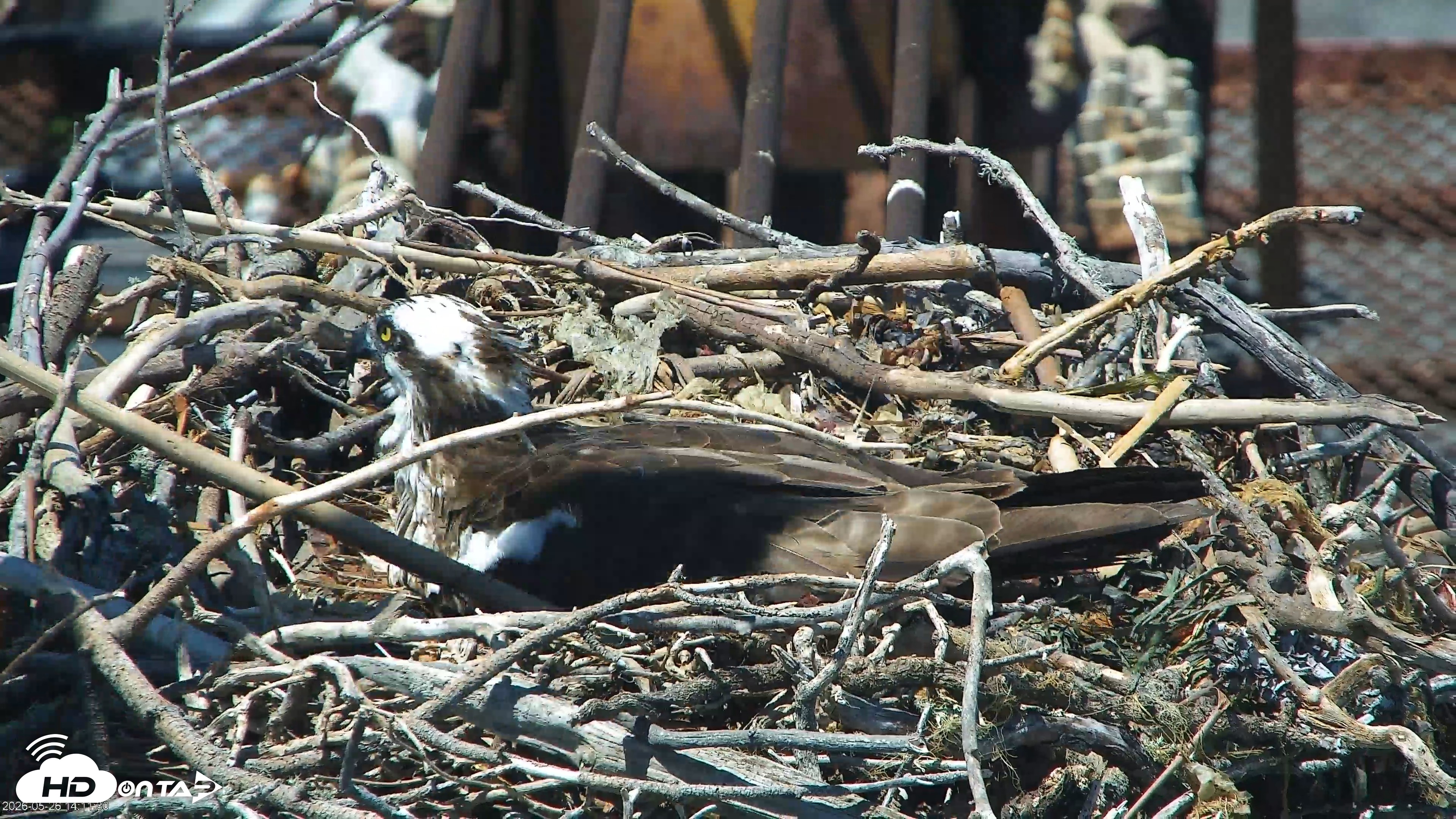 Snapshot of San Francisco Bay Osprey Nest Live Webcam taken May 26, 2026, 2:12pm PDT