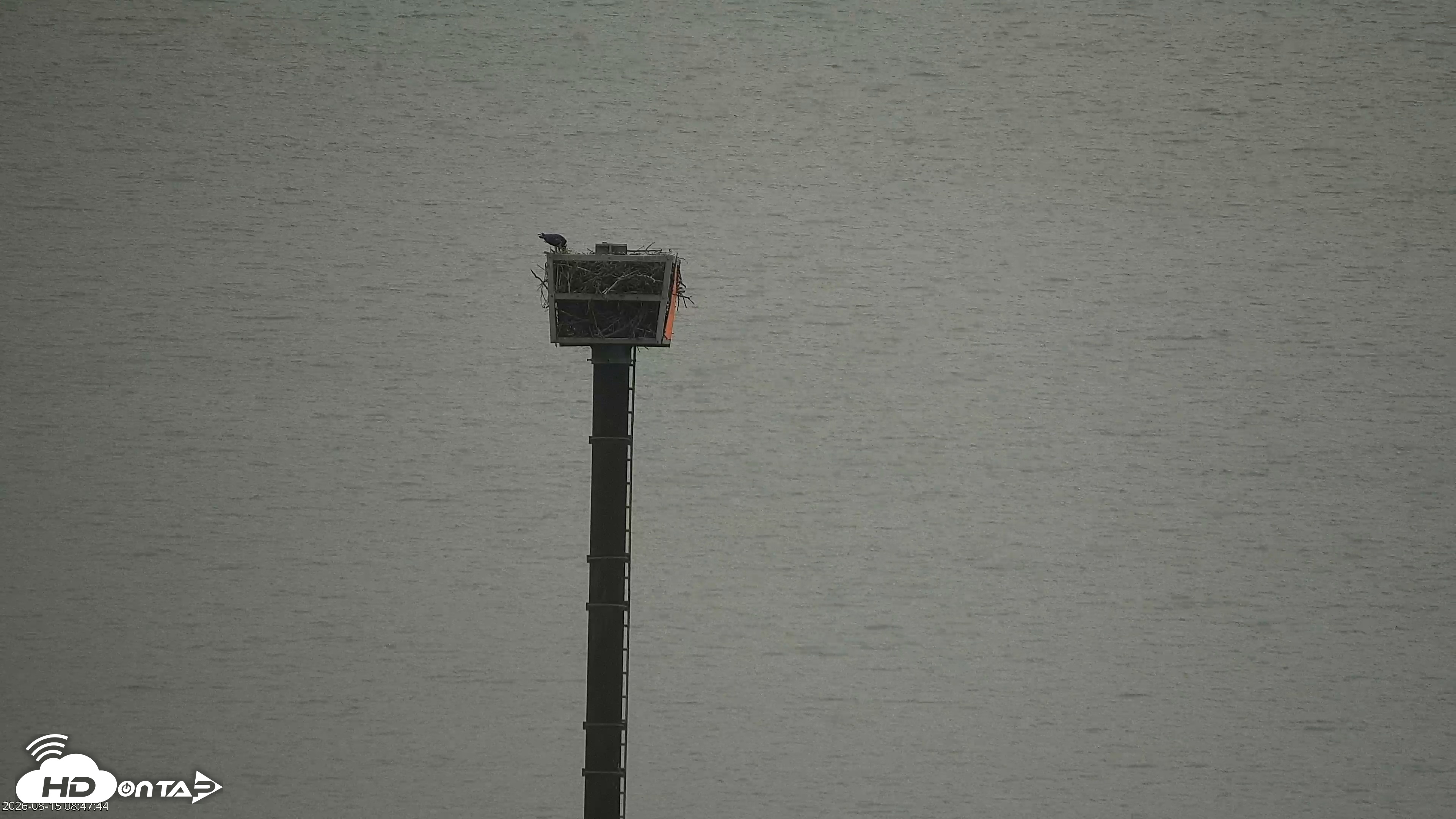 Snapshot of San Francisco Bay Osprey Nest Live Webcam taken Aug 15, 2026, 8:49am PDT