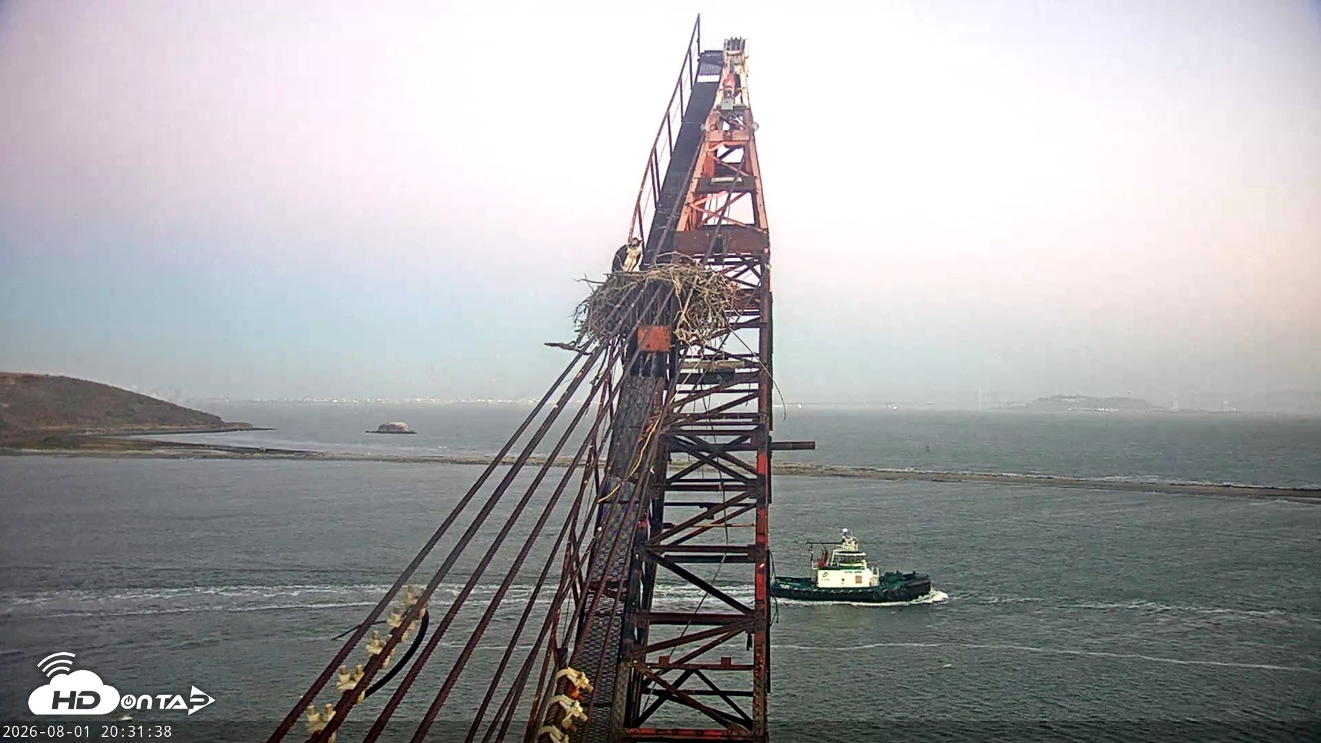 Snapshot of San Francisco Bay Osprey Nest Live Webcam taken Aug 1, 2026, 8:33pm PDT
