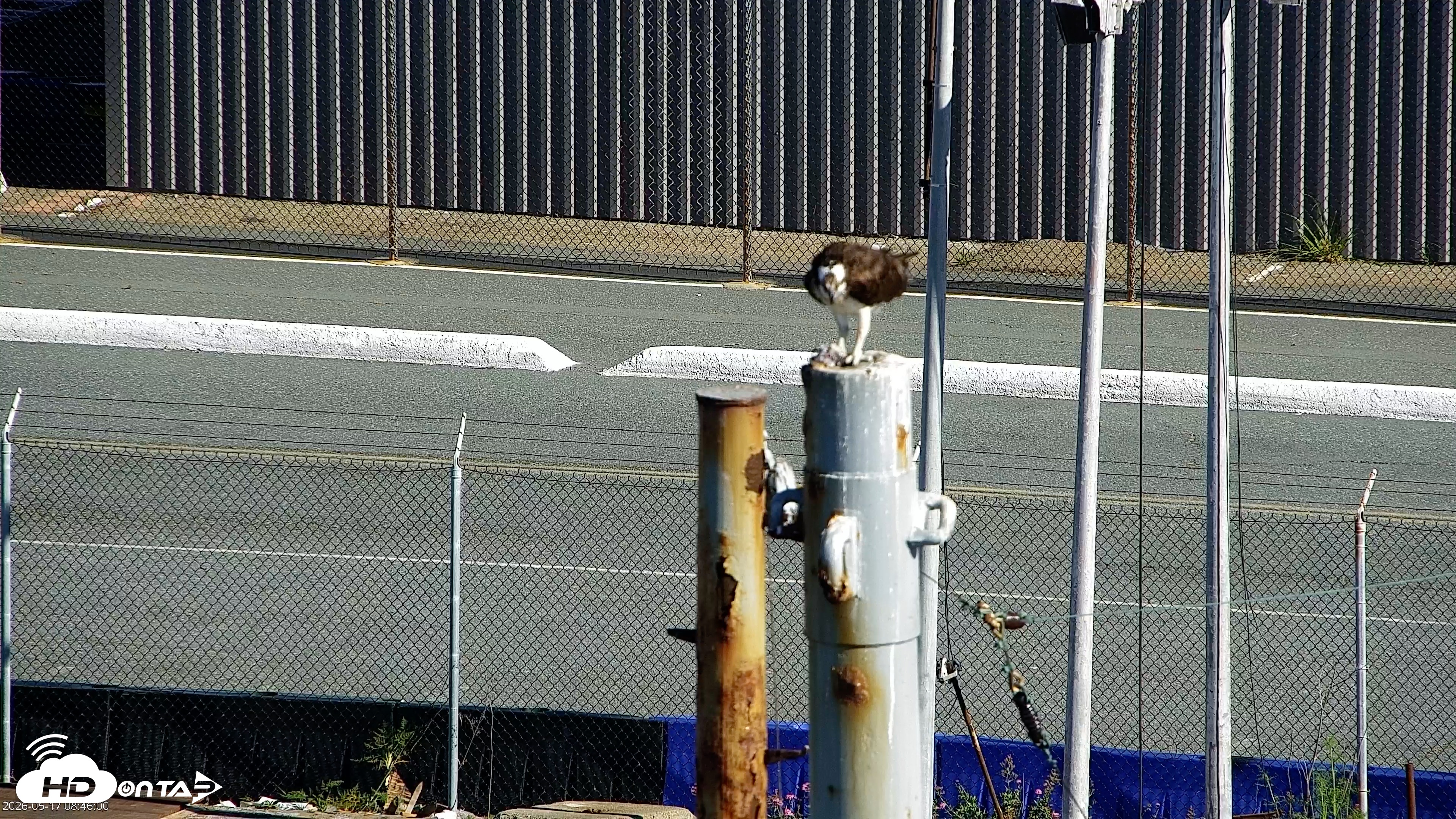 Snapshot of San Francisco Bay Osprey Nest Live Webcam taken May 17, 2026, 8:46am PDT