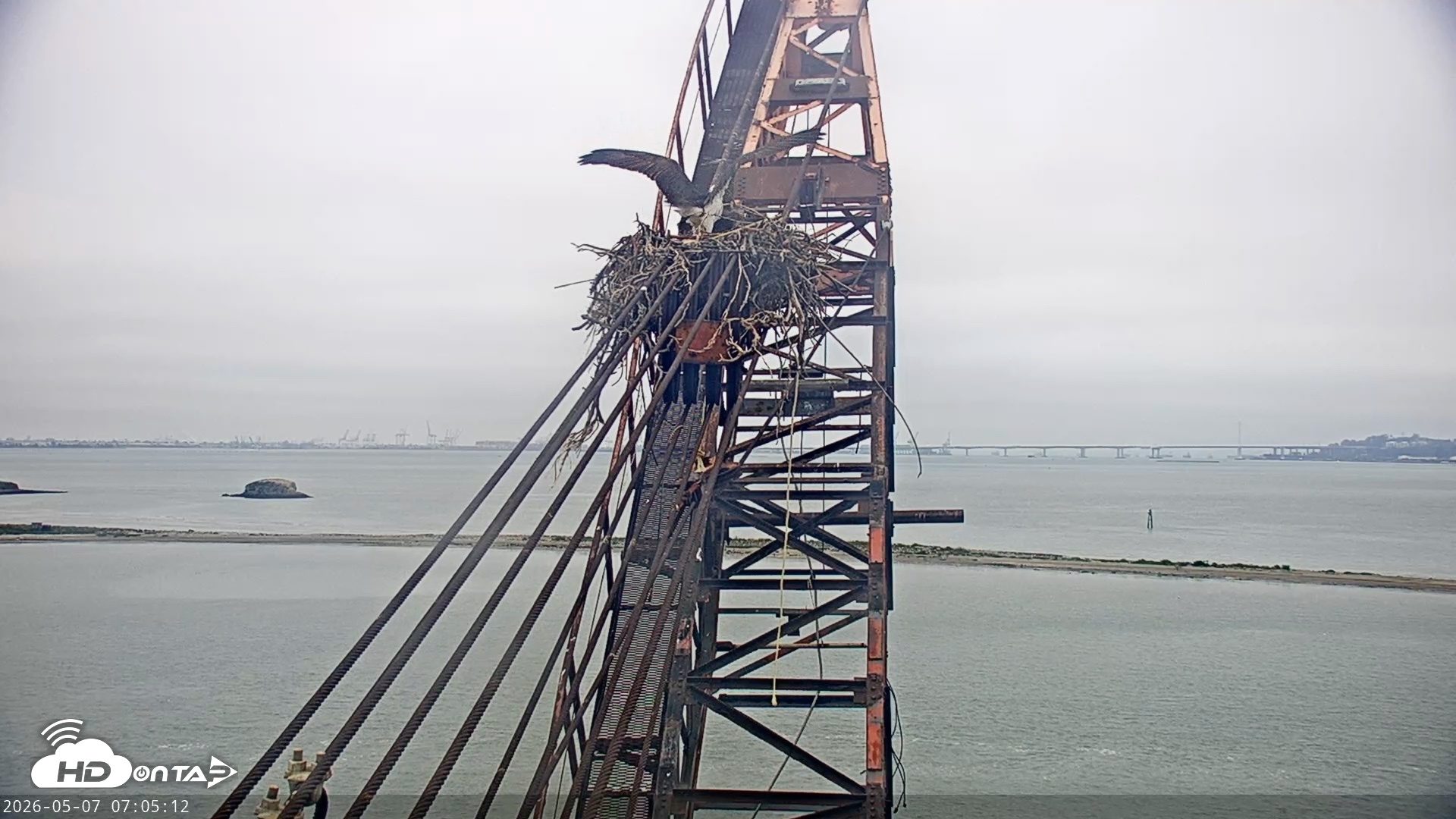 Snapshot of San Francisco Bay Osprey Nest Live Webcam taken May 7, 2026, 7:07am PDT