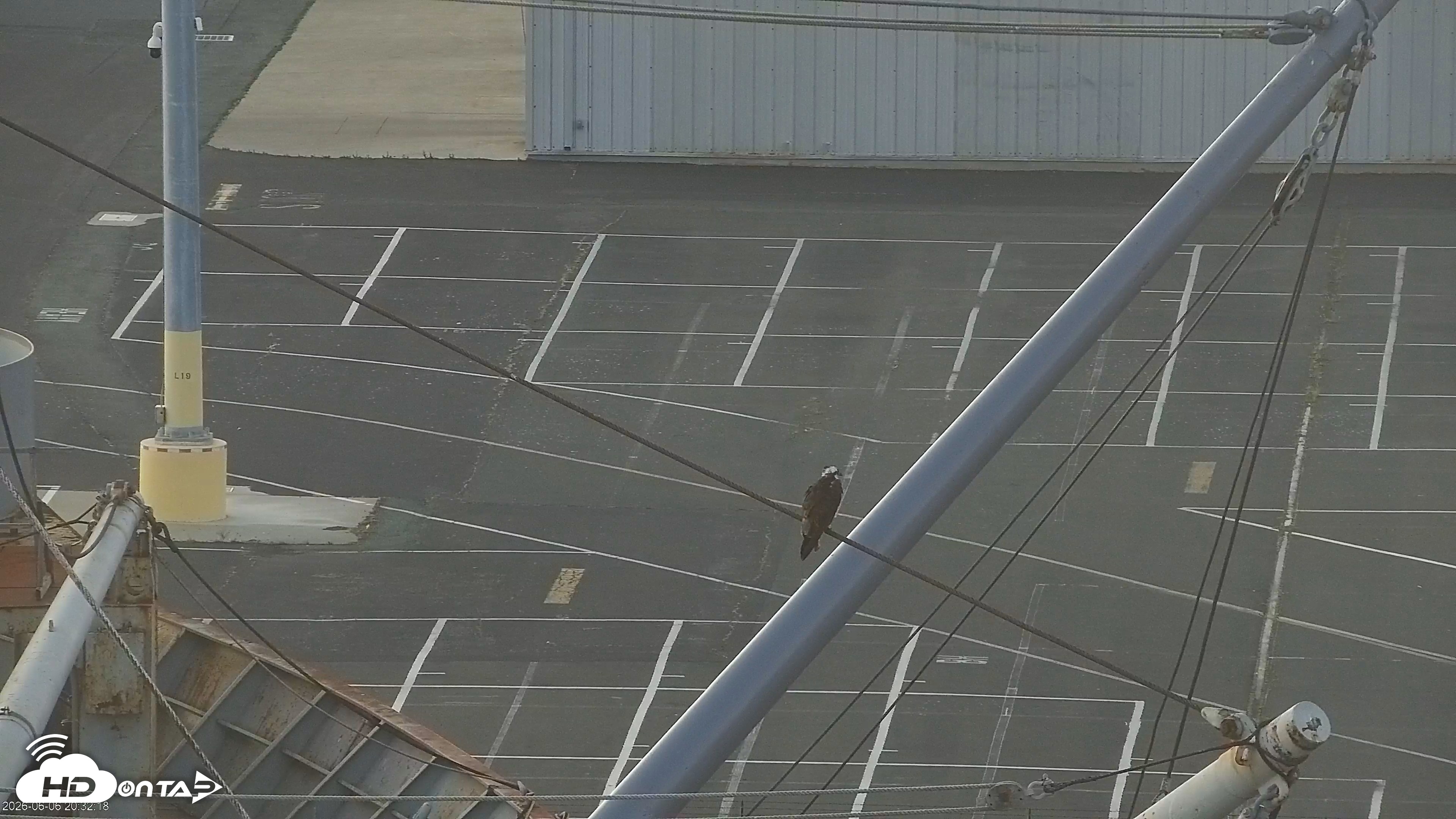 Snapshot of San Francisco Bay Osprey Nest Live Webcam taken Jun 6, 2026, 8:34pm PDT