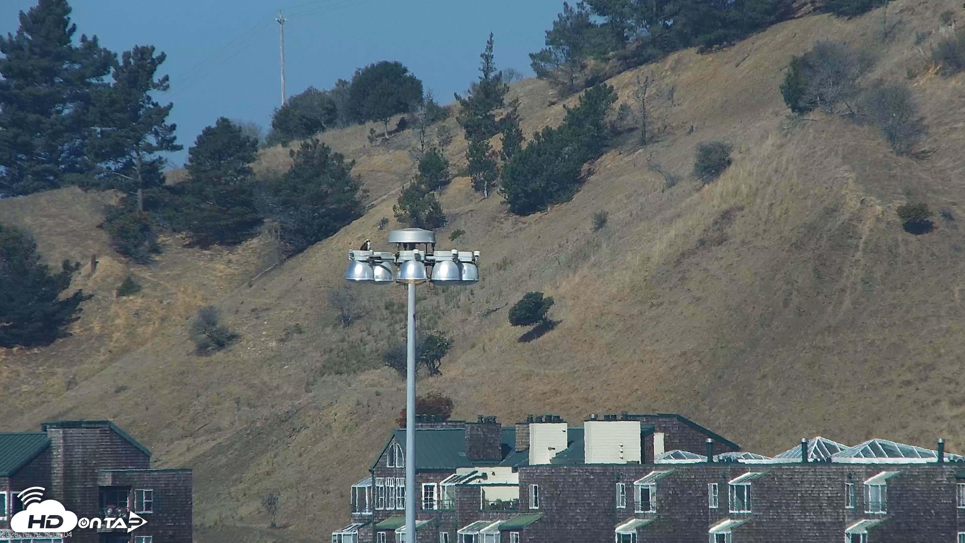 Snapshot of San Francisco Bay Osprey Nest Live Webcam taken Oct 12, 2026, 11:03am PDT
