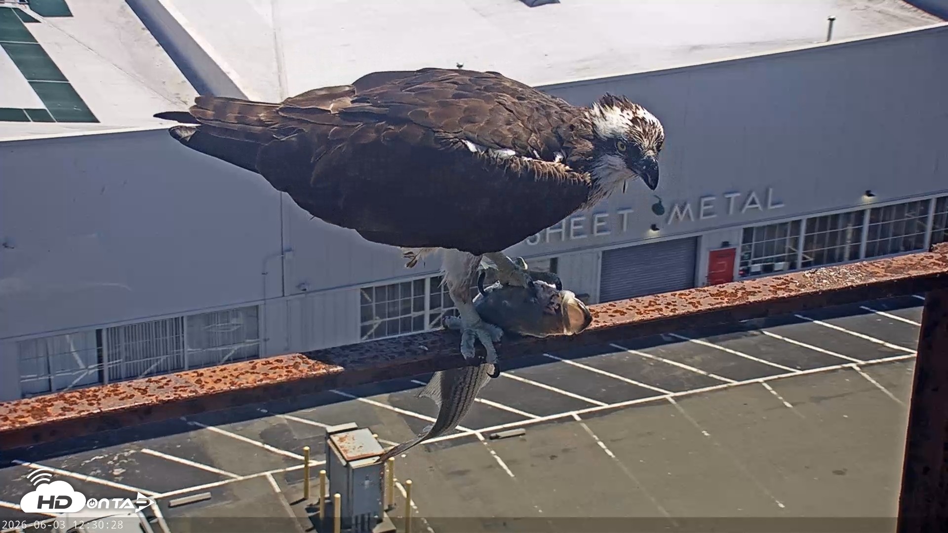Snapshot of San Francisco Bay Osprey Nest Live Webcam taken Jun 3, 2026, 12:31pm PDT